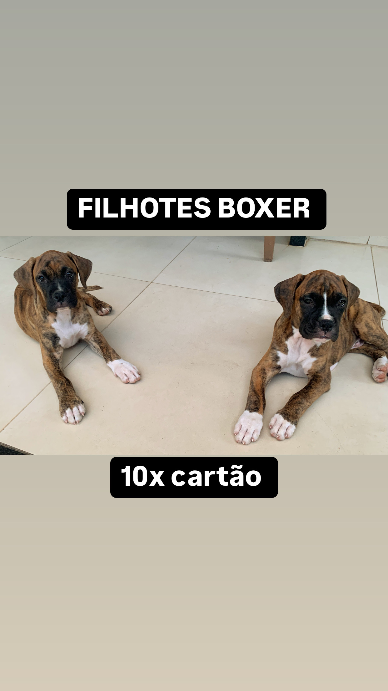 Boxer macho - Foto 1