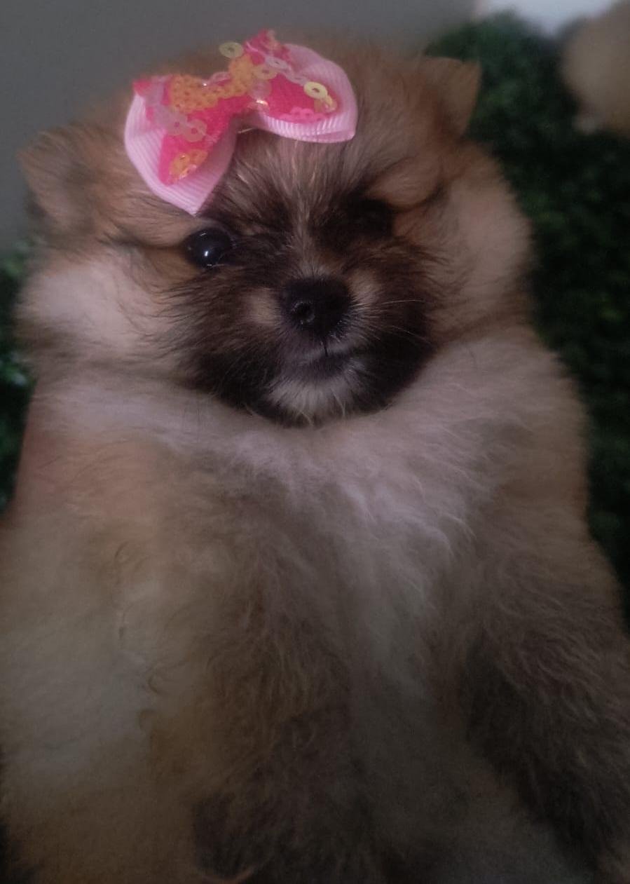 Vendo filhotes de Spitz alemão macho e fêmea  - Foto 2