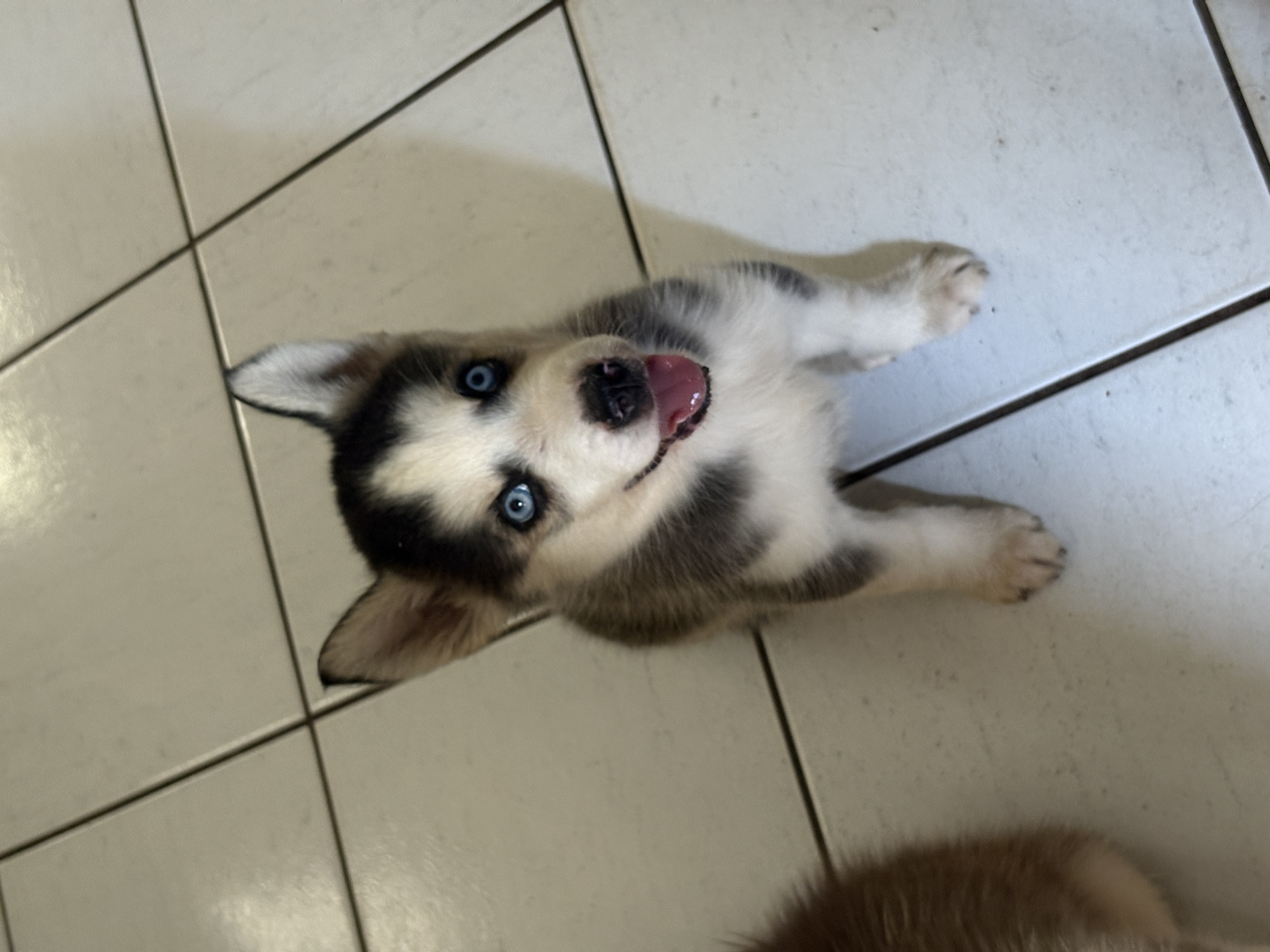 Filhotes de Husky Siberiano - Foto 2