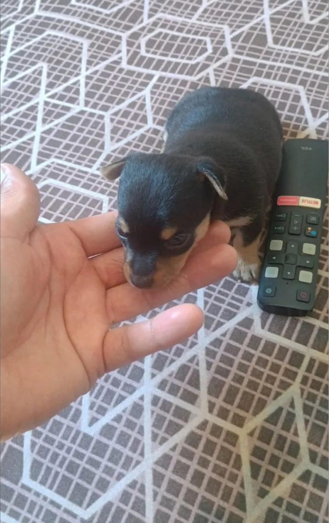 Pinscher - Foto 2