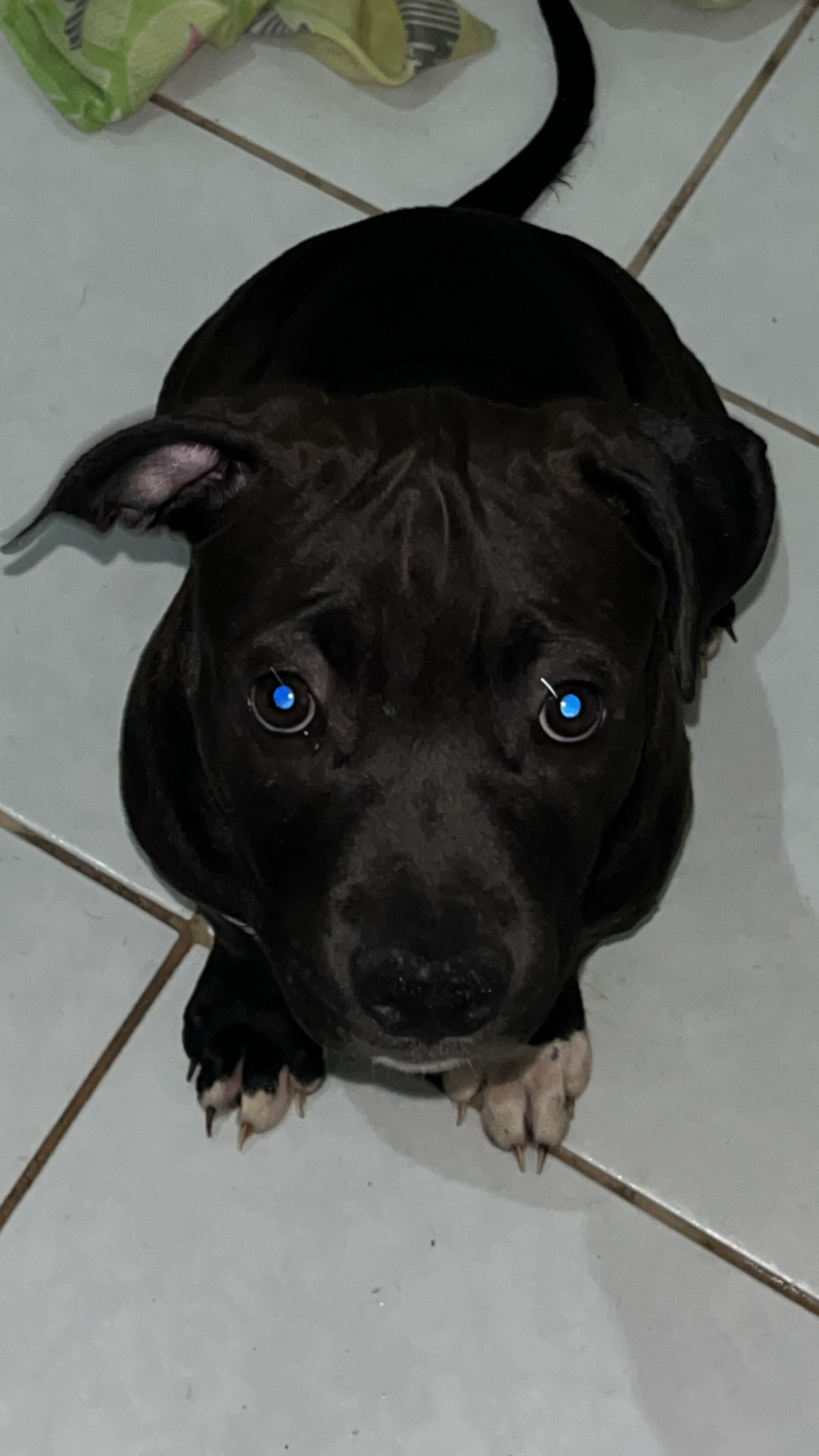 Filhotes pit monster e american bully - Foto 3
