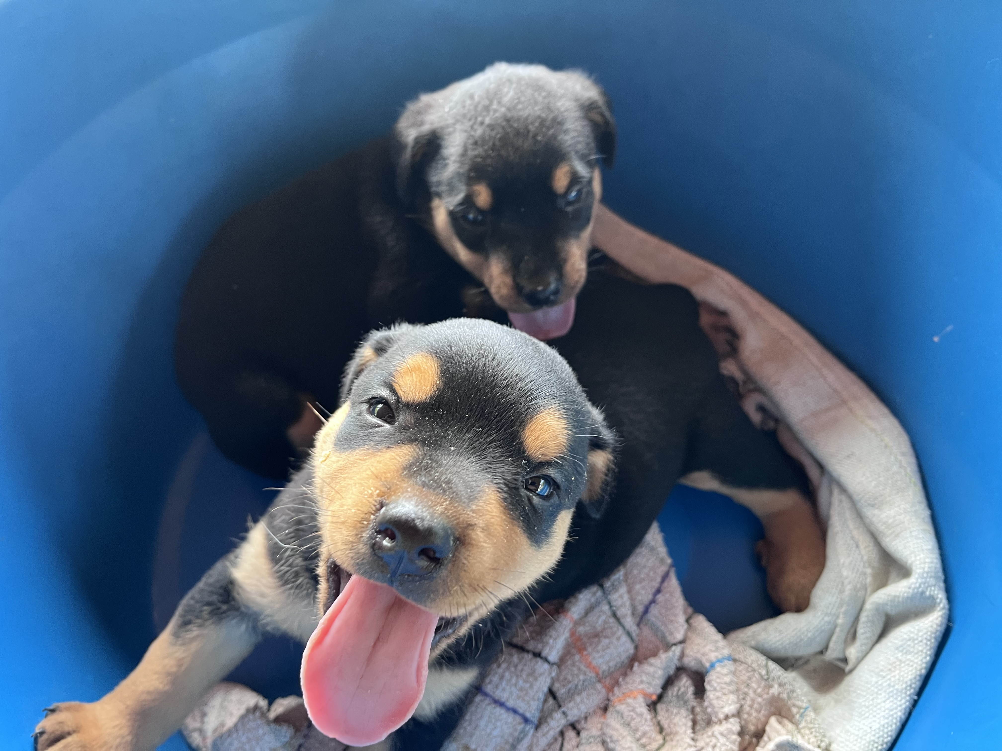Rottweiler - Foto 2