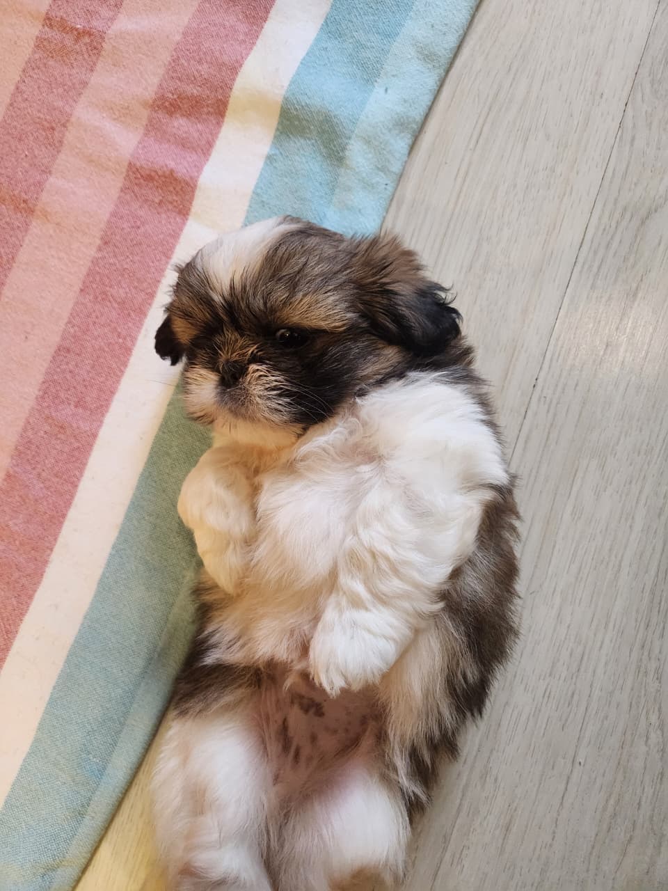 Filhote Shih Tzu Macho - Foto 4