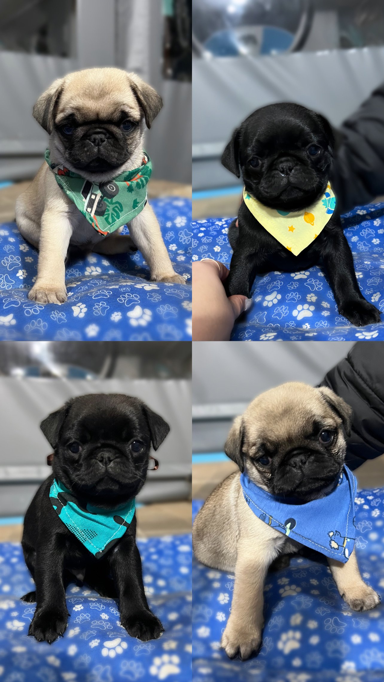 Filhotes de Pug  - Foto 1