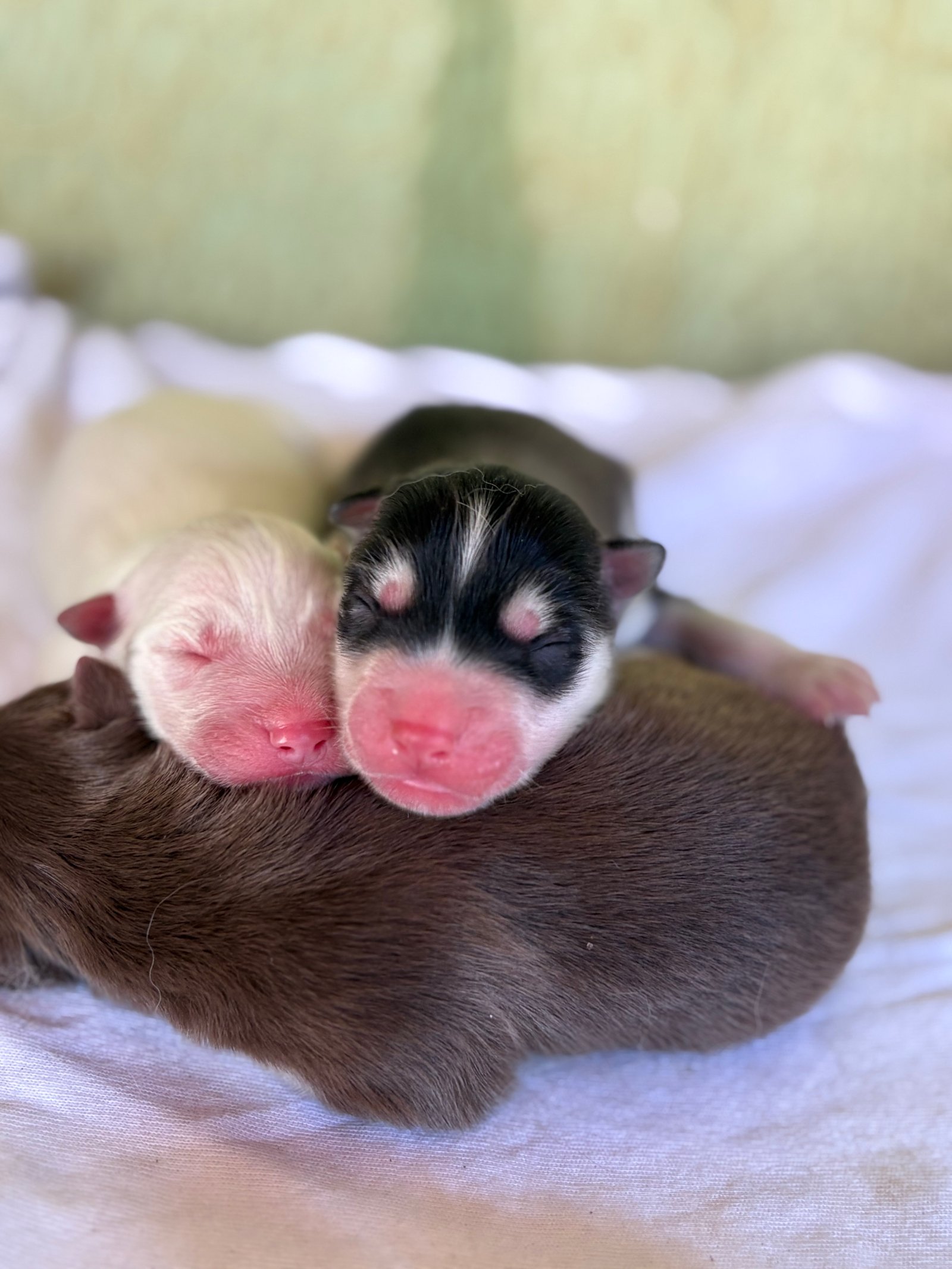 Filhotes de husky siberiano - canil Arcádia kennel - Foto 1