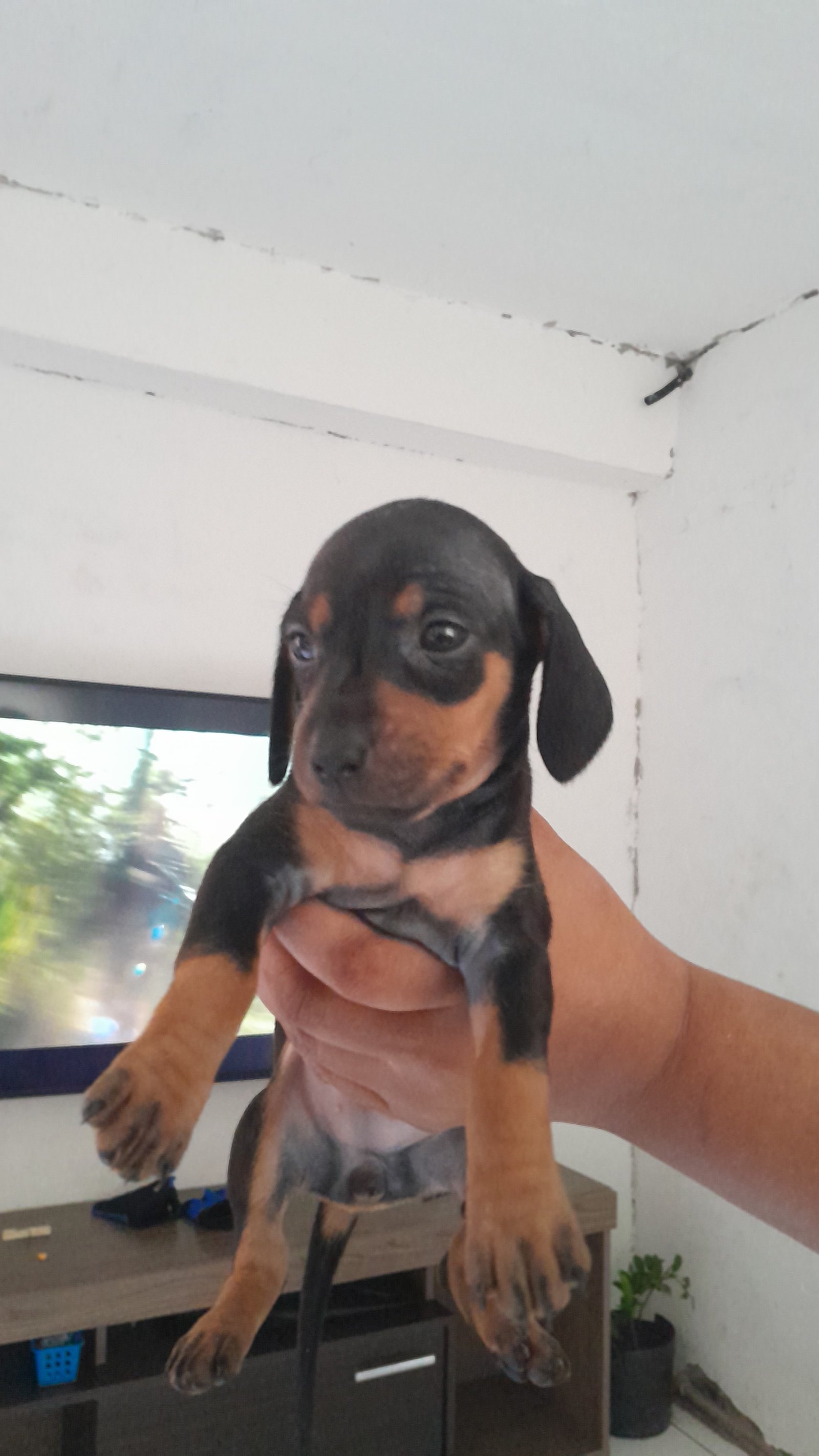 Filhotes de dachichand (salsicha) raça pura de pai e mae - Foto 4