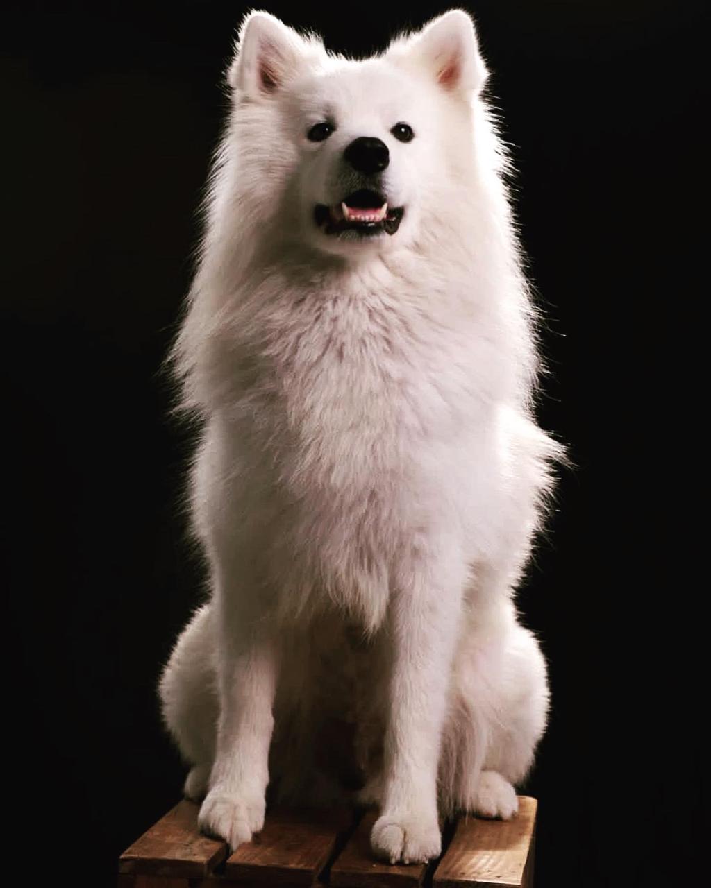 Filhotes Samoieda com pedigree  - Foto 5