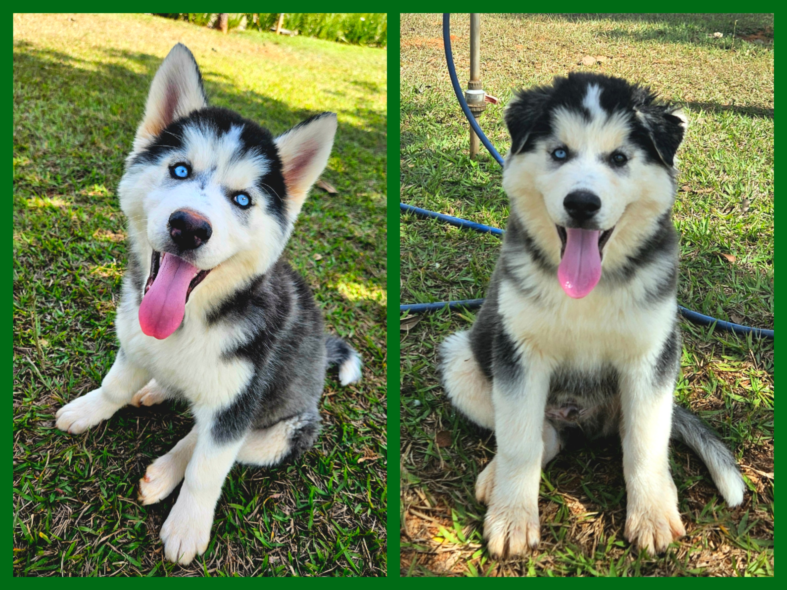 Husky Siberiano - Foto 2