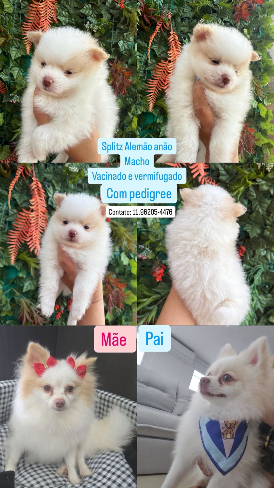Vendo spitz alemão  - Foto 1