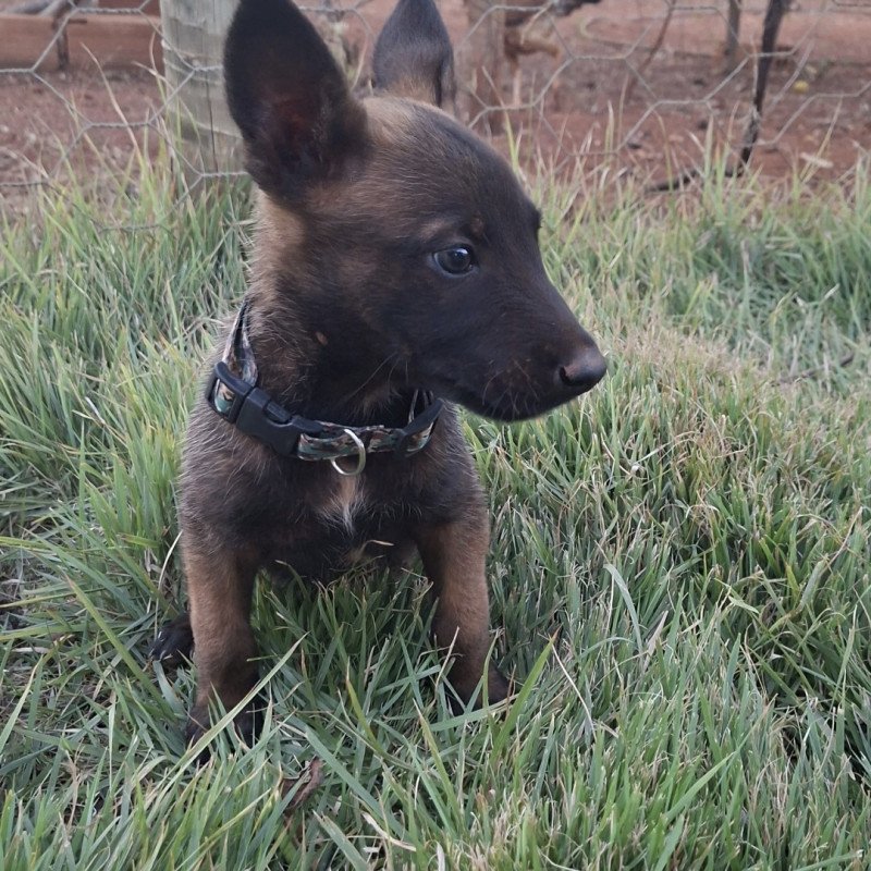 Filhotes Pastor Belga Malinois - Foto 3