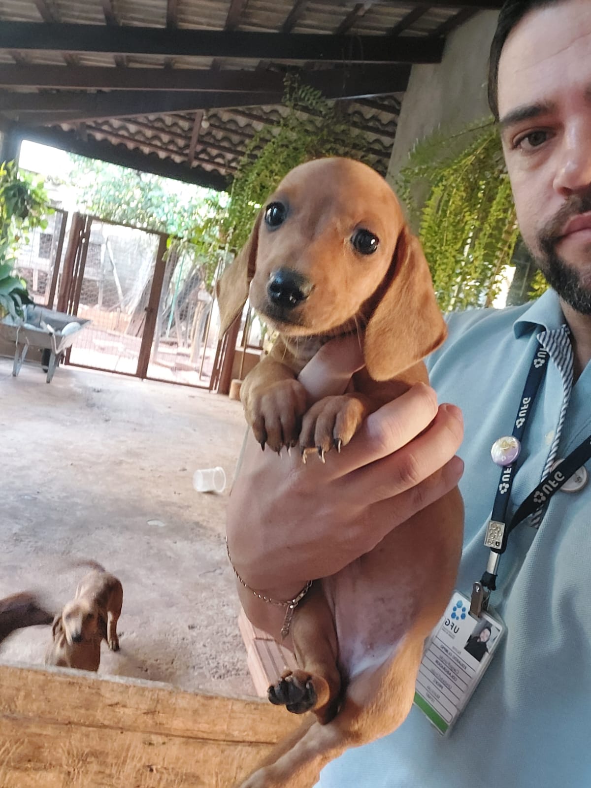Filhotes de Dachshund - Foto 5