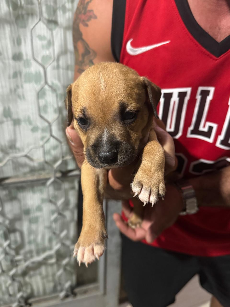 Vendo filhotes de Pitbull mão staffordshire e pai red nose  - Foto 5