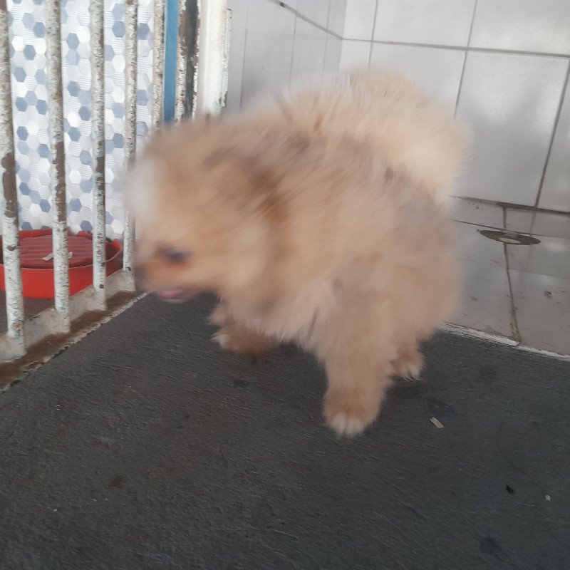 Vendo filhotes de spitz alemão - Foto 2