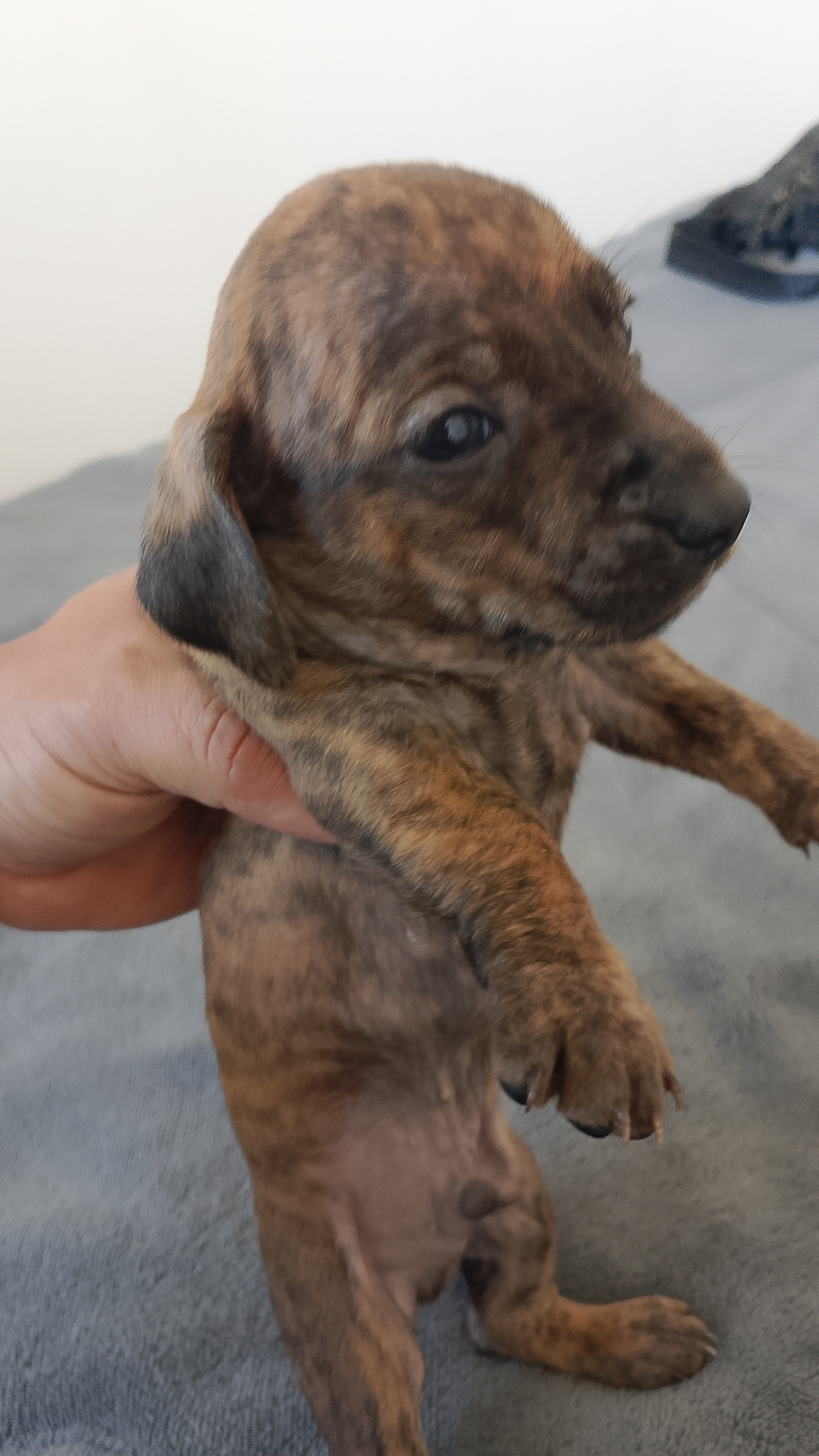 Dachshund filhotes porte pequeno  - Foto 1