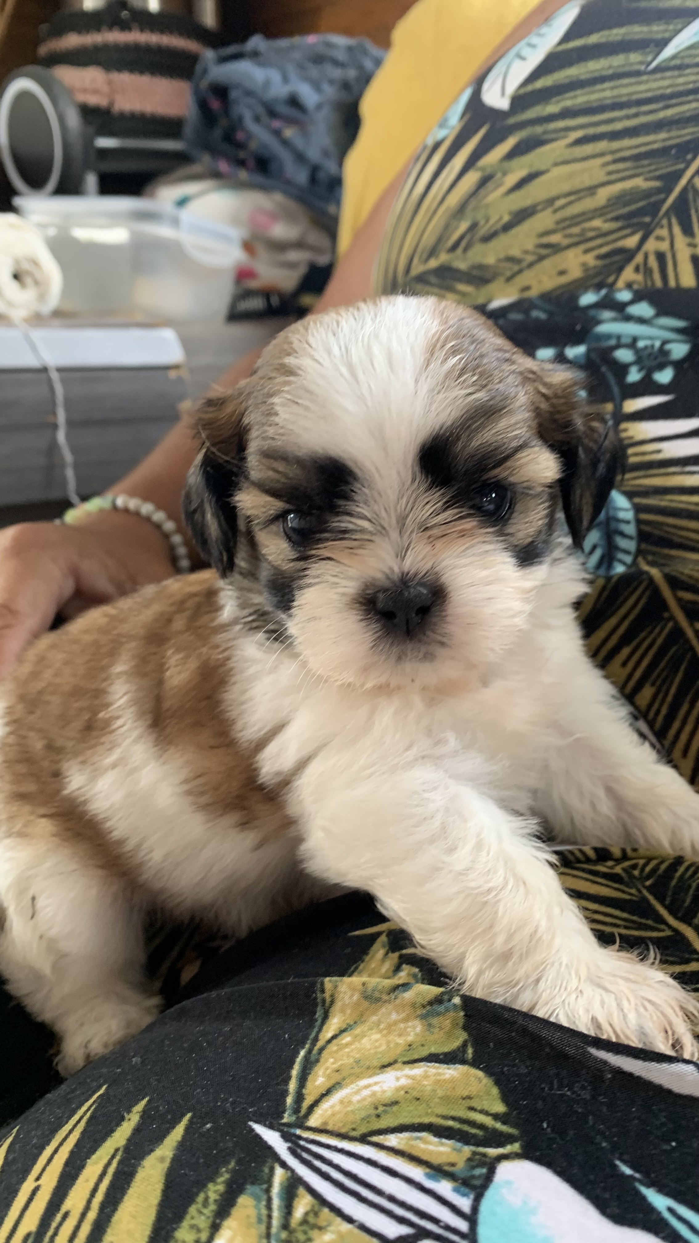 Shi tzu - Foto 4