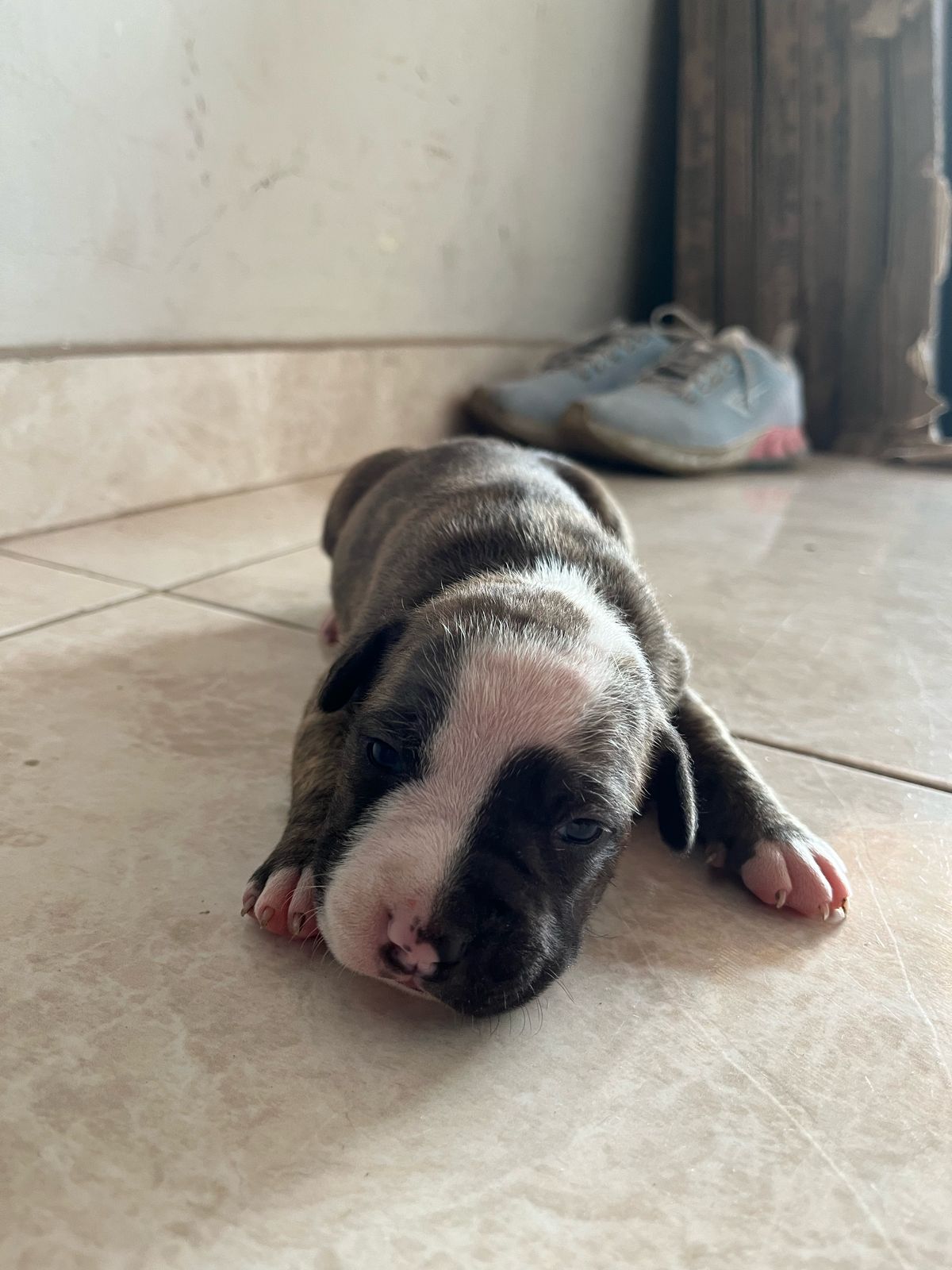 Filhotes American Staffordshire Terrier  - Foto 1