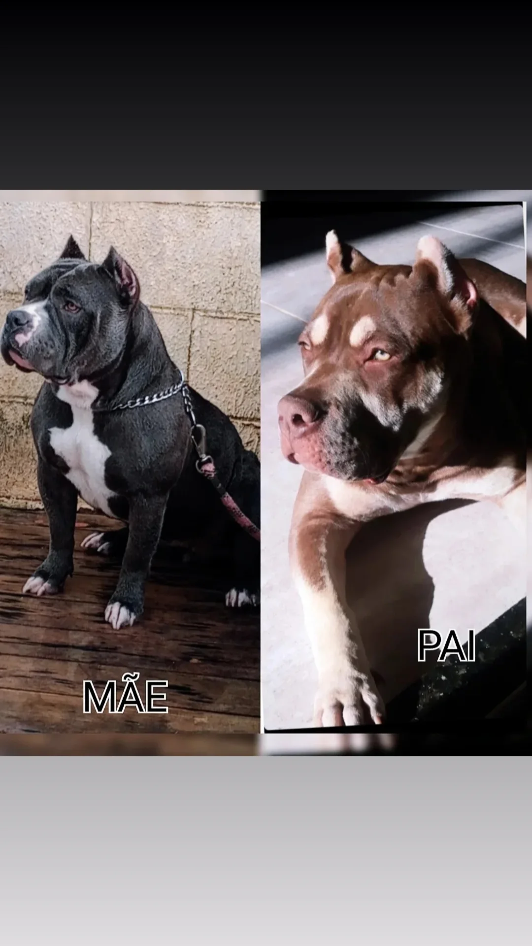 FILHOTES AMERICAN BULLY STANDART - Foto 1