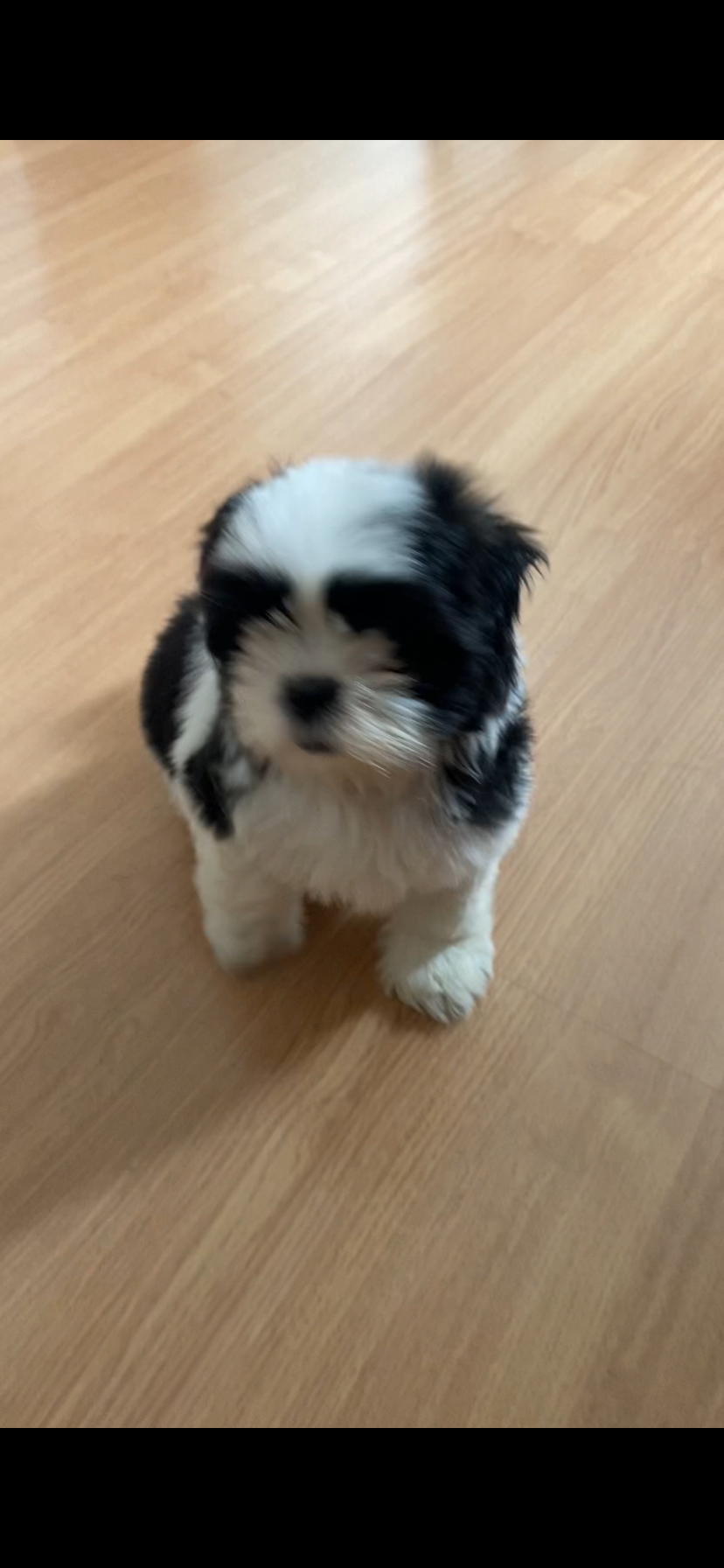Shih Tzu - Foto 1