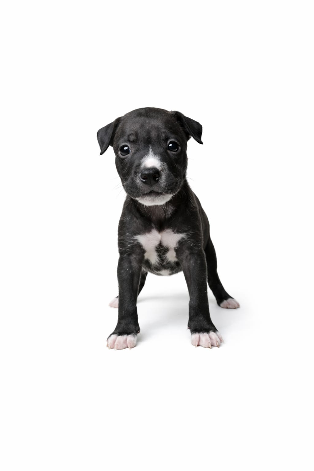 American Bully - Foto 1
