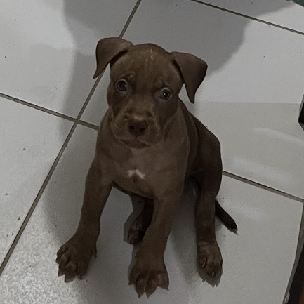 Filhote macho de pit monster, foi primeira escolha. - Foto 1