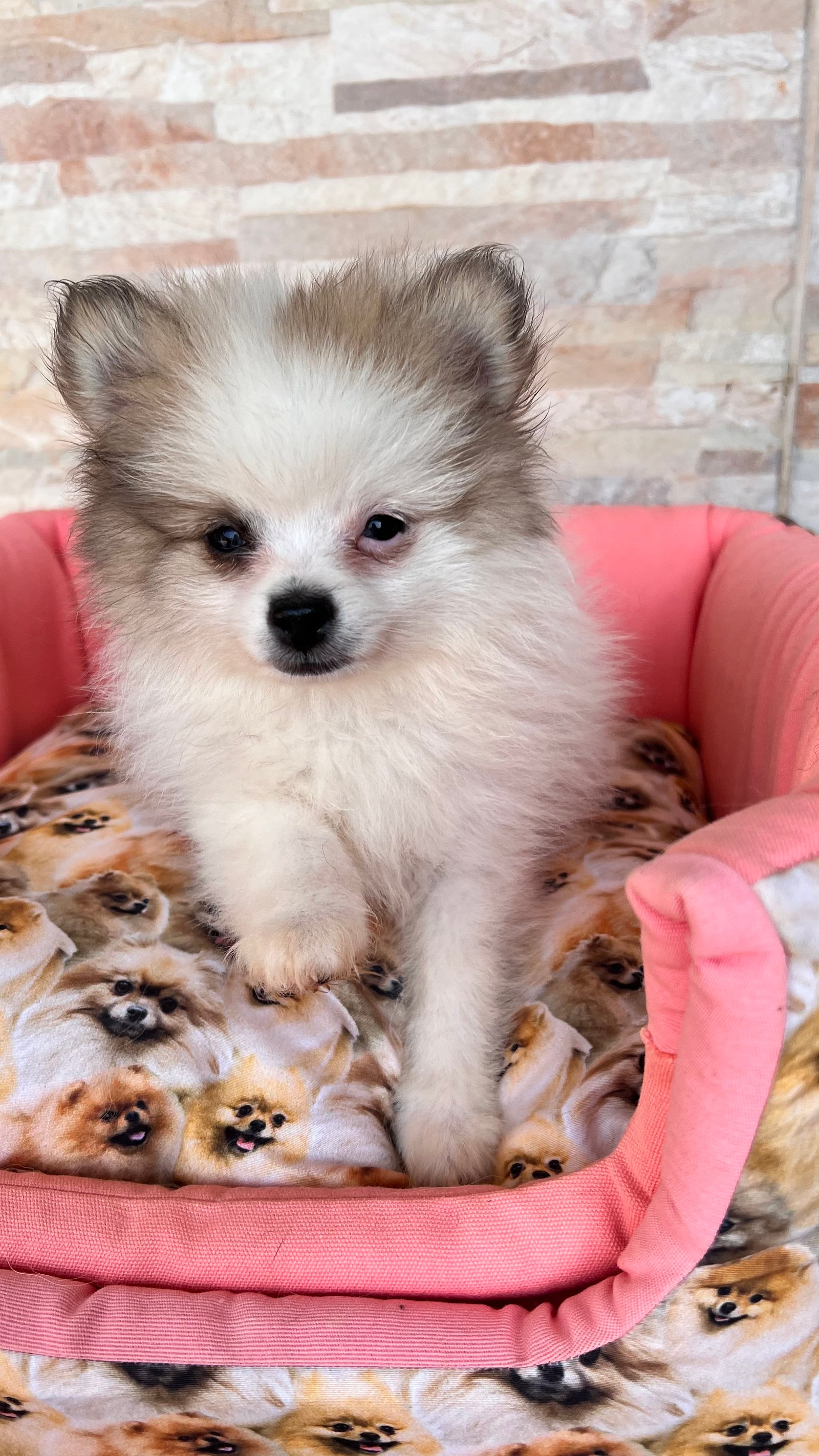 Vendo filhote de Spitz alemão,macho e fêmea  - Foto 4