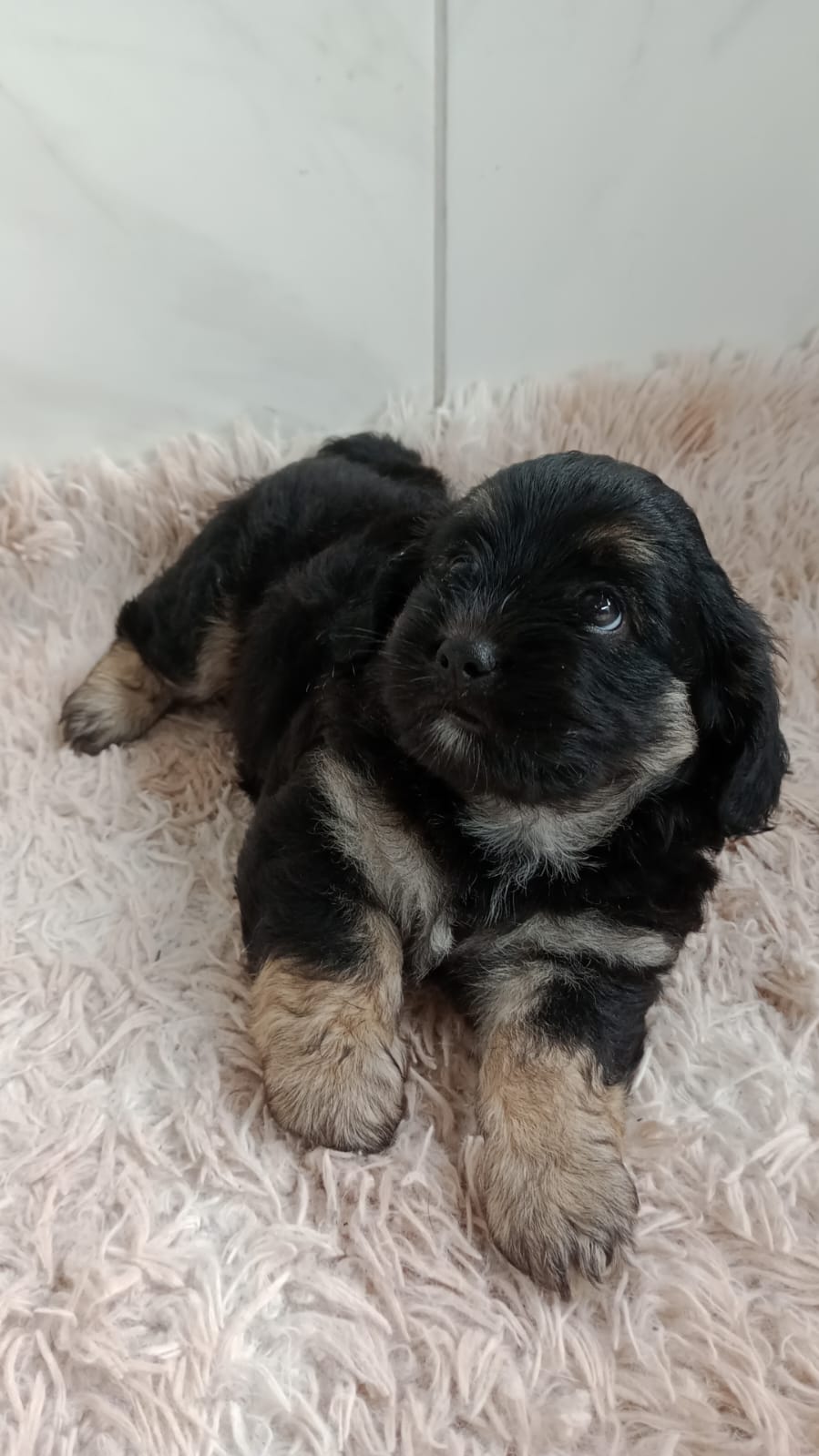 Shih Tzu - Foto 1