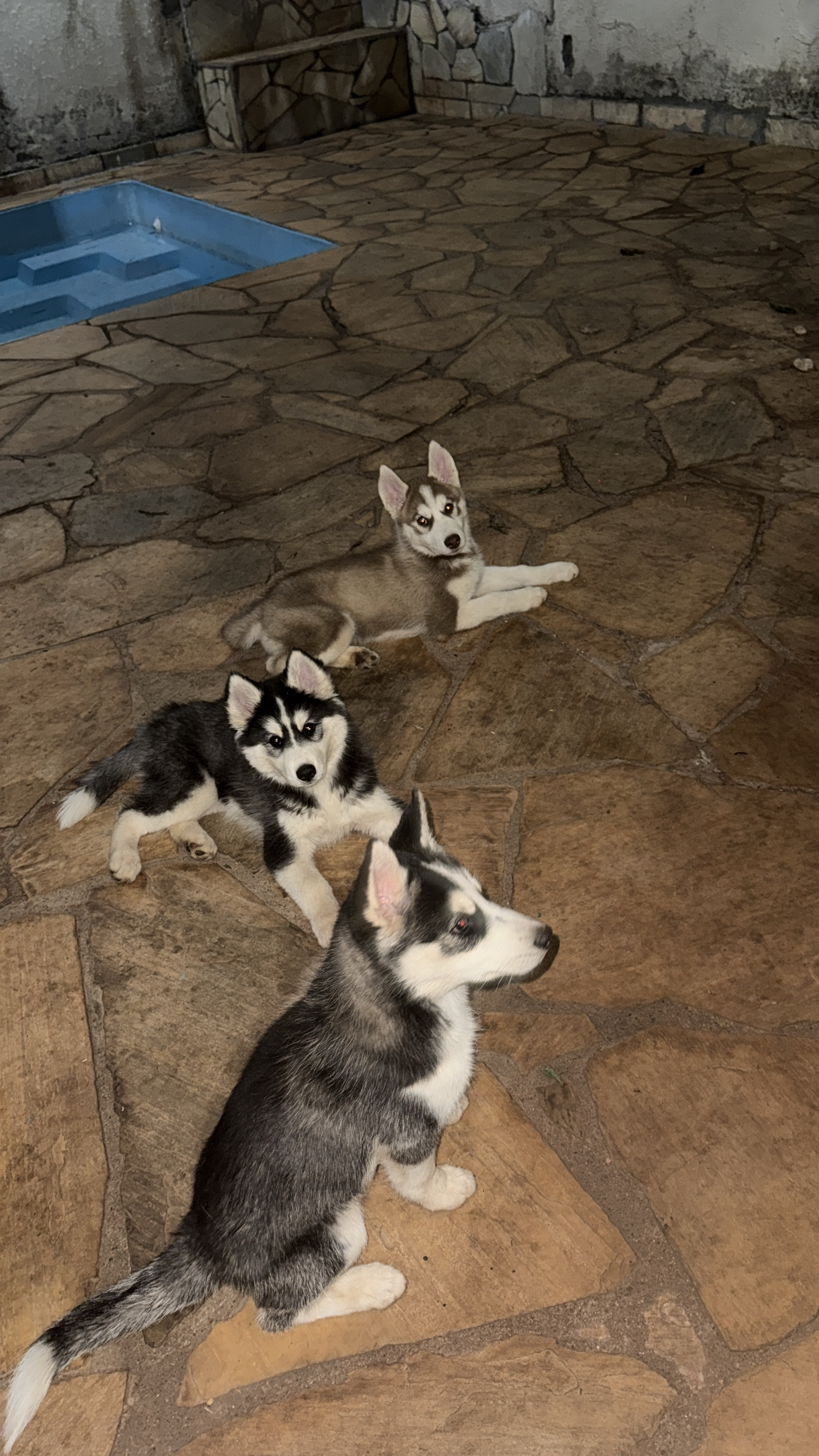 Husky Siberiano - Foto 1