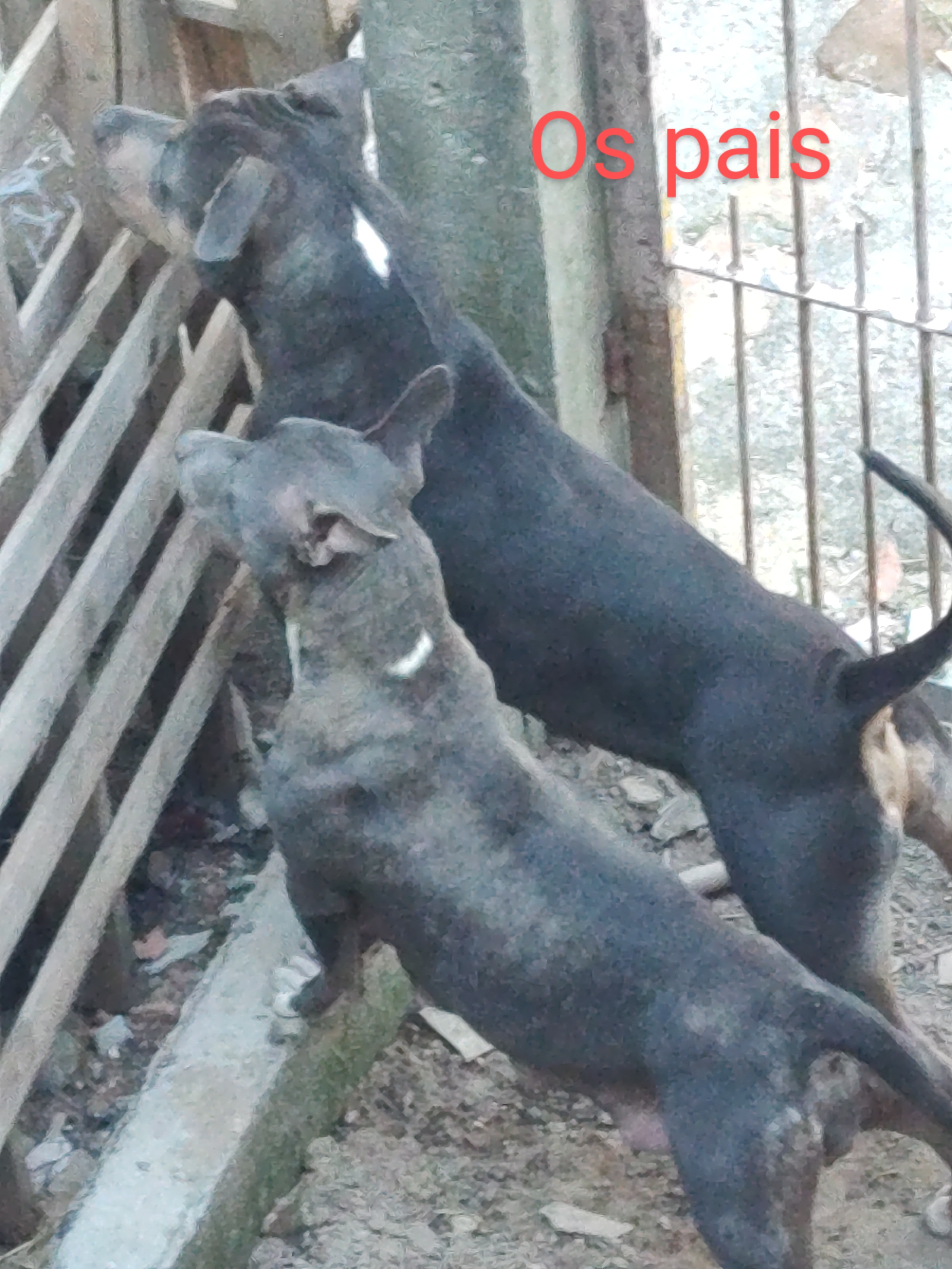 Pitbull  - Foto 2