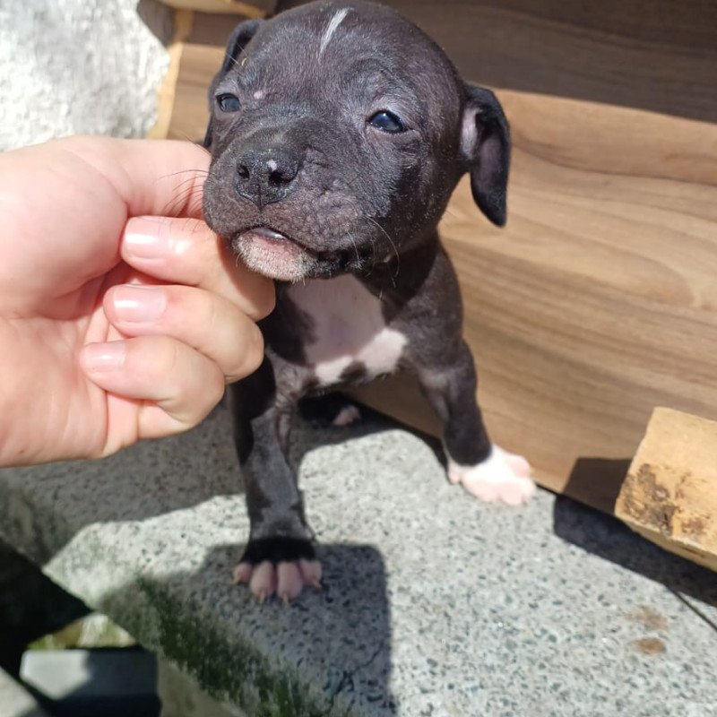 Lindos filhotes de Pitbull - Foto 1