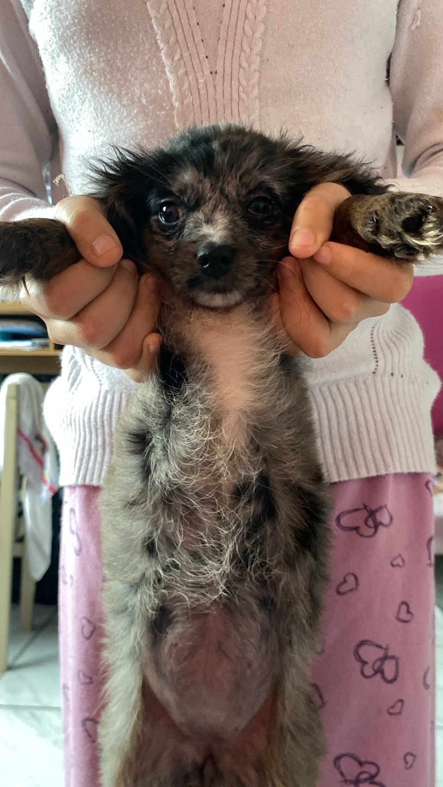 Vendo poodle  - Foto 1