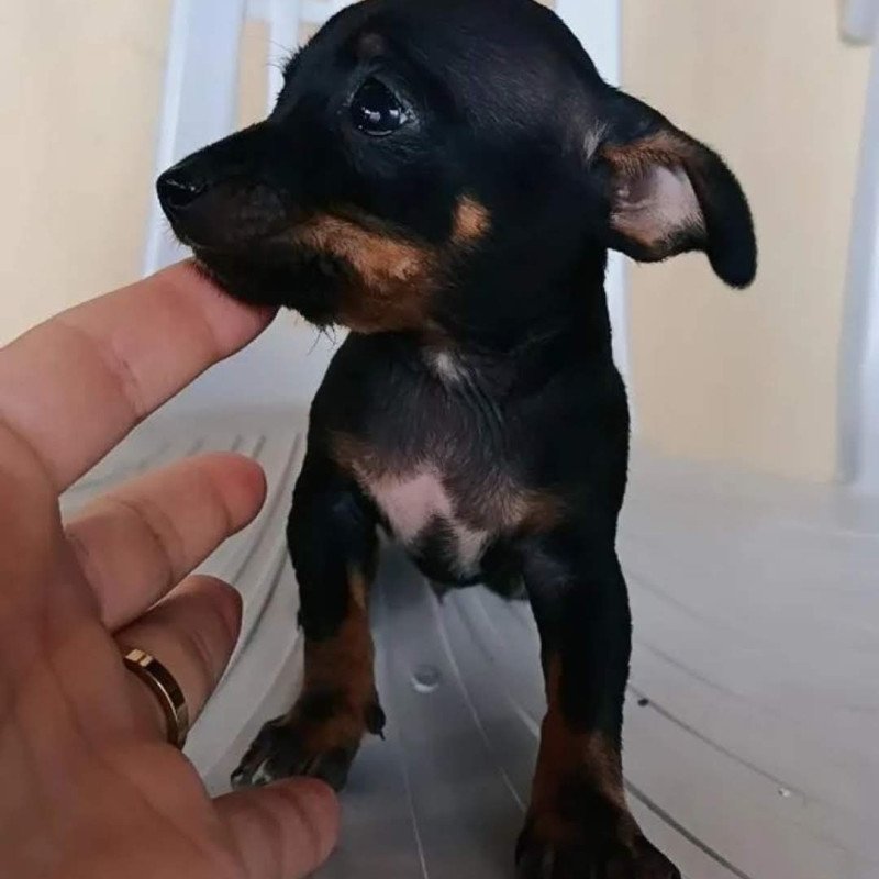 Filhote de pinscher - Foto 1