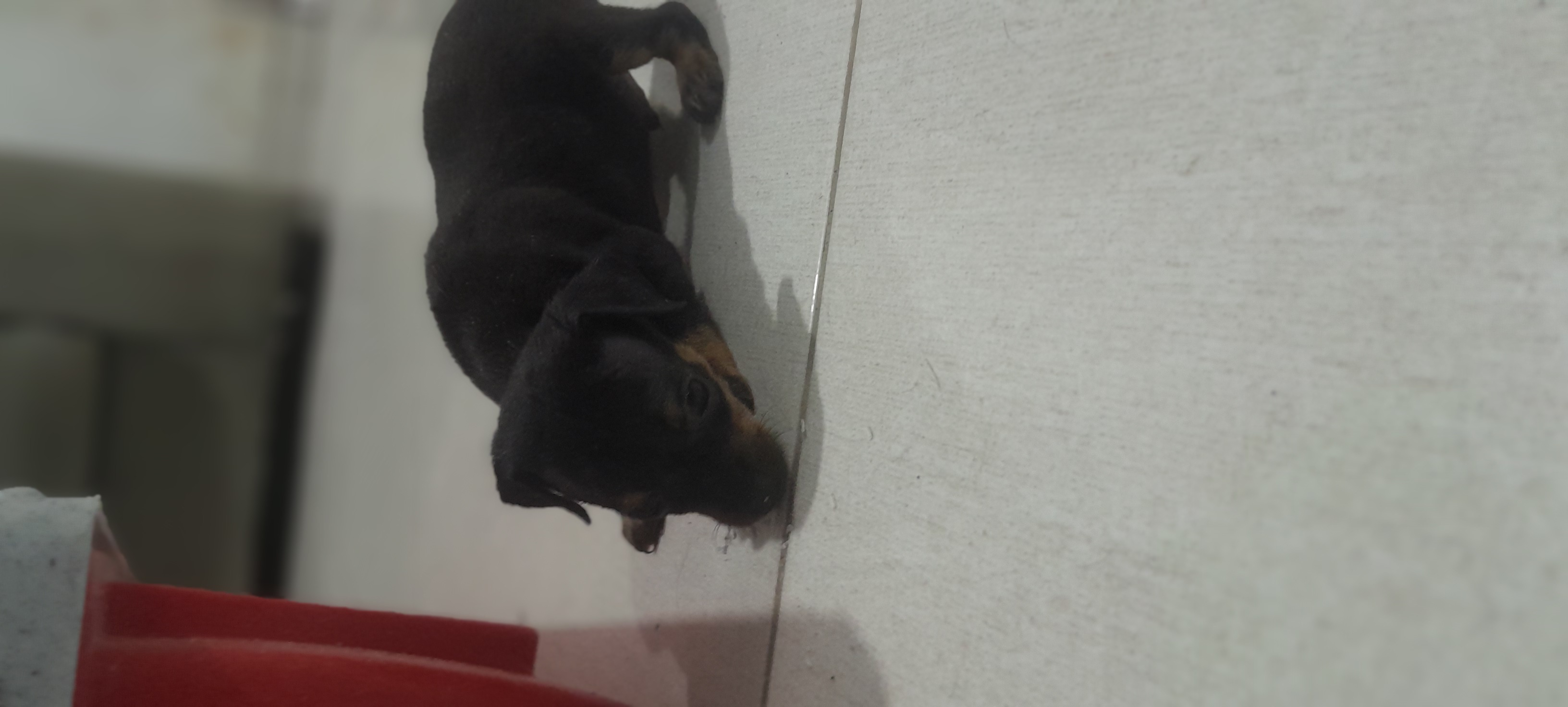 Pinscher número 1 - Foto 1