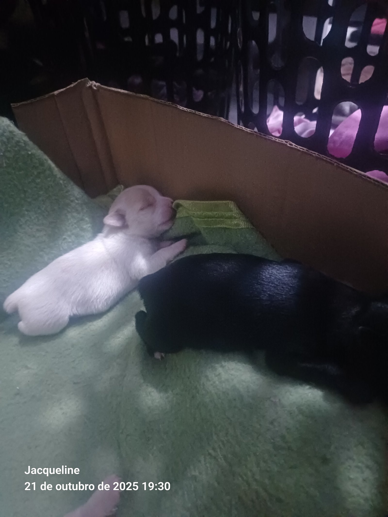Vendo pincher  - Foto 4