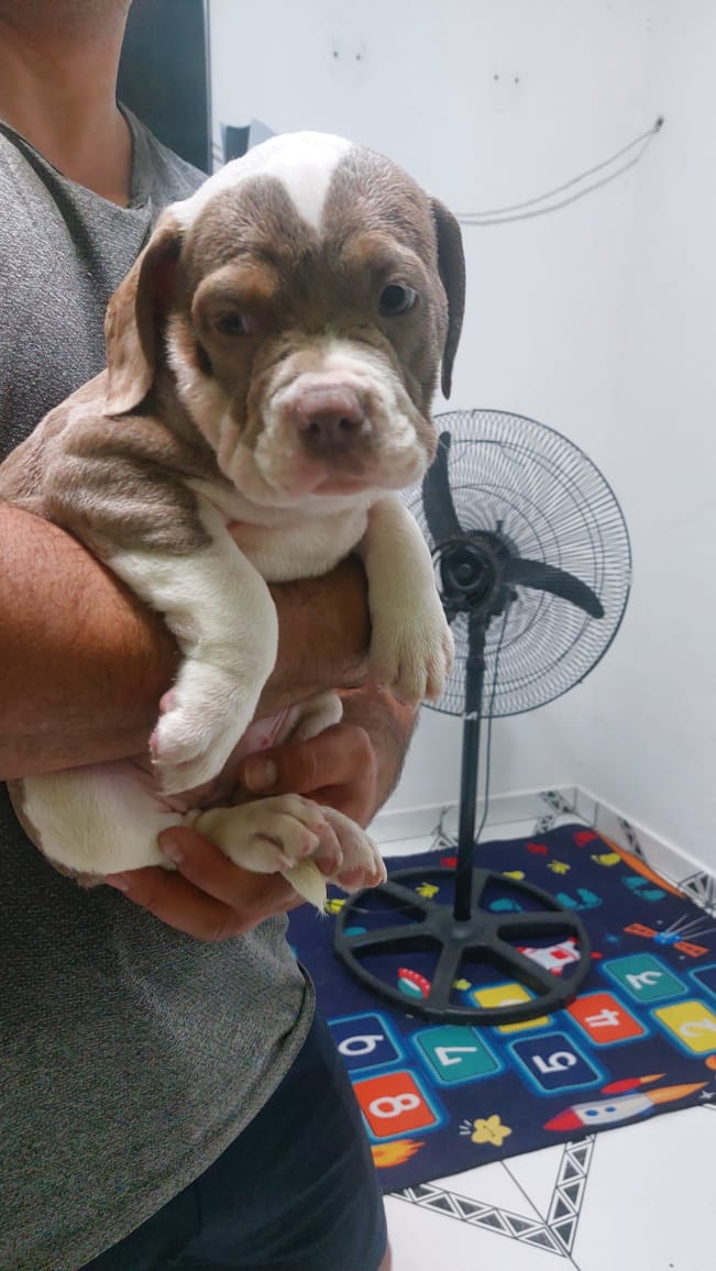 American Bully - Foto 2