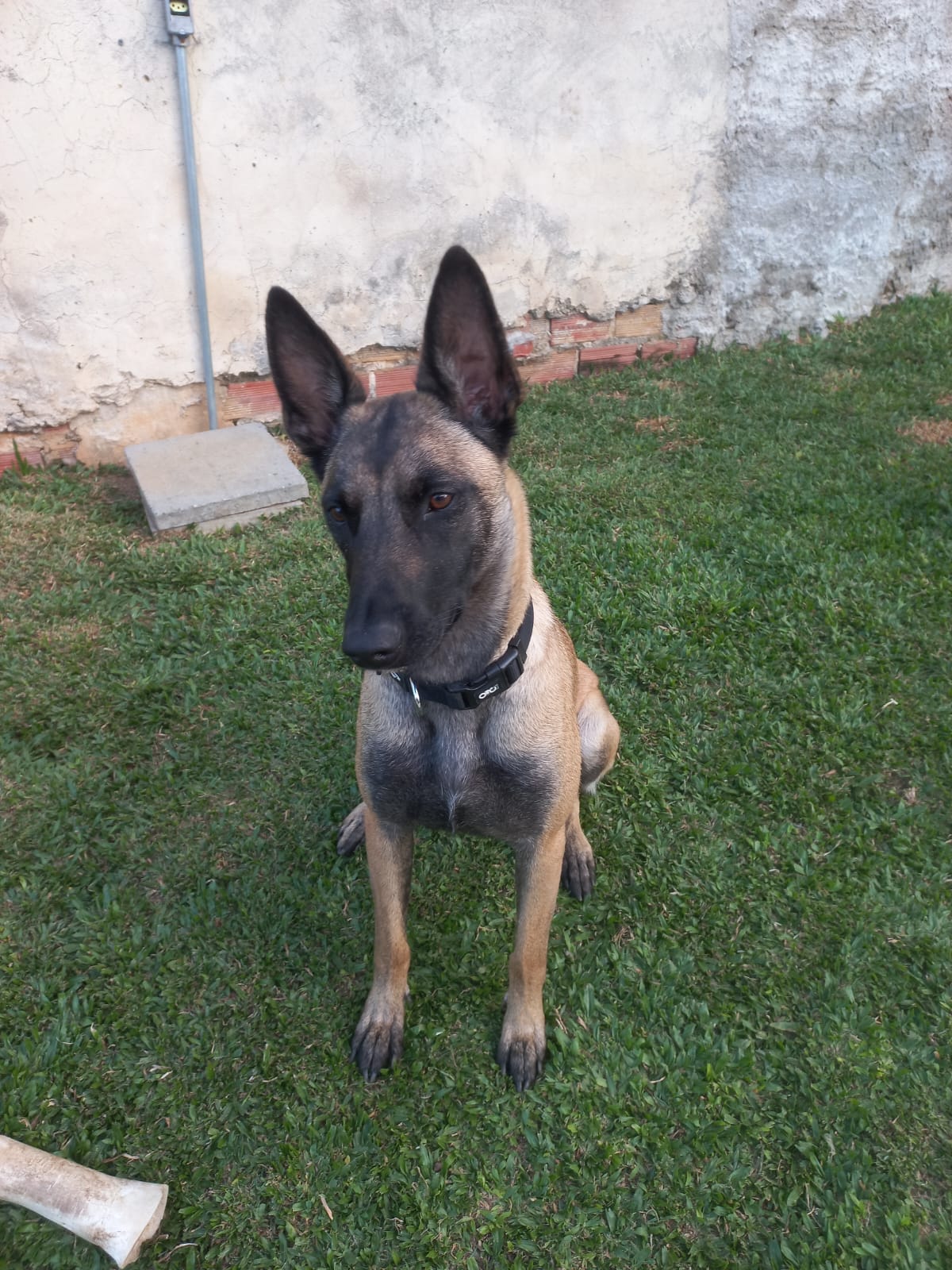 Pastor Belga Malinois - Foto 1