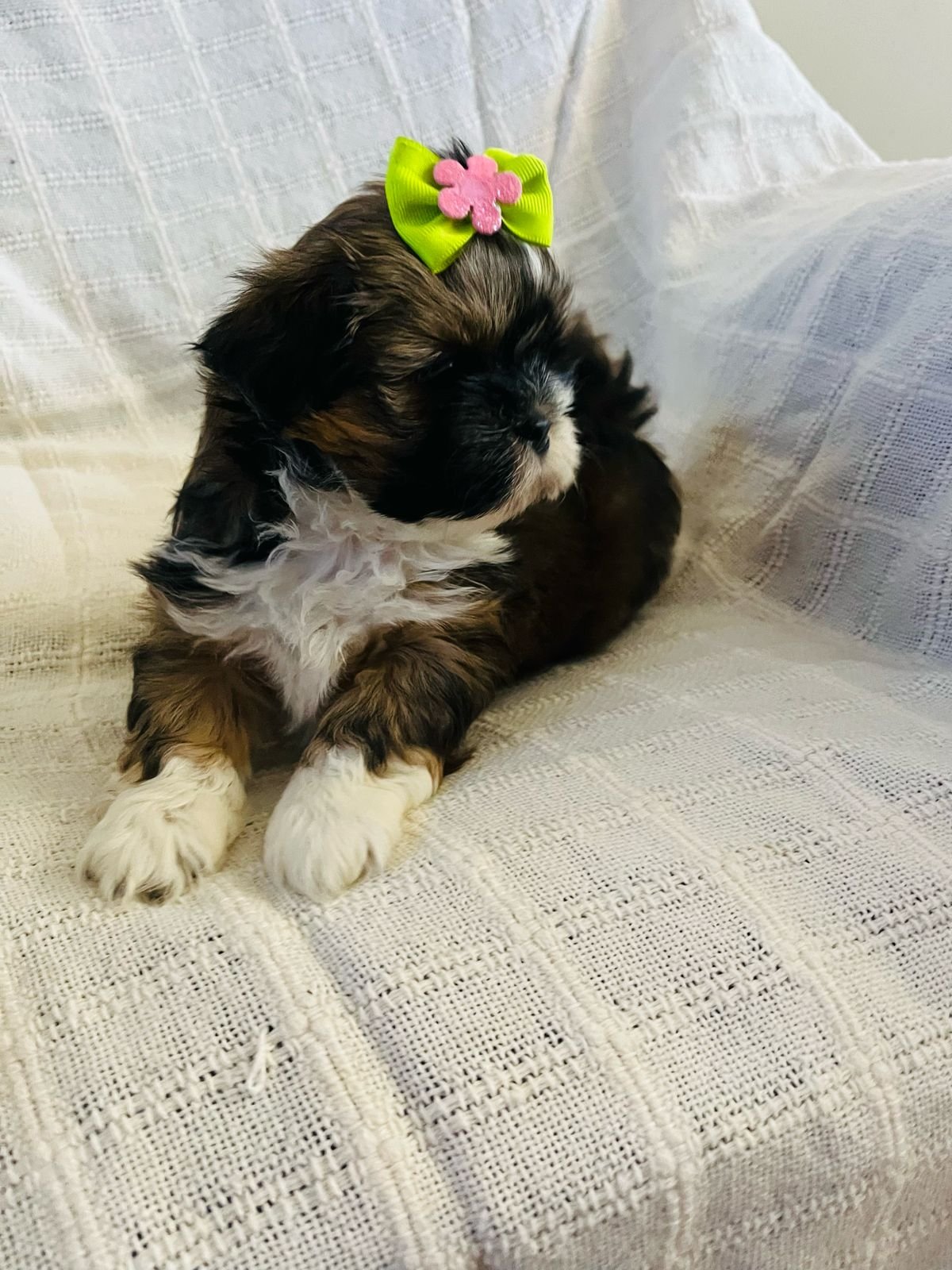 Shih Tzu disponíveis  - Foto 3