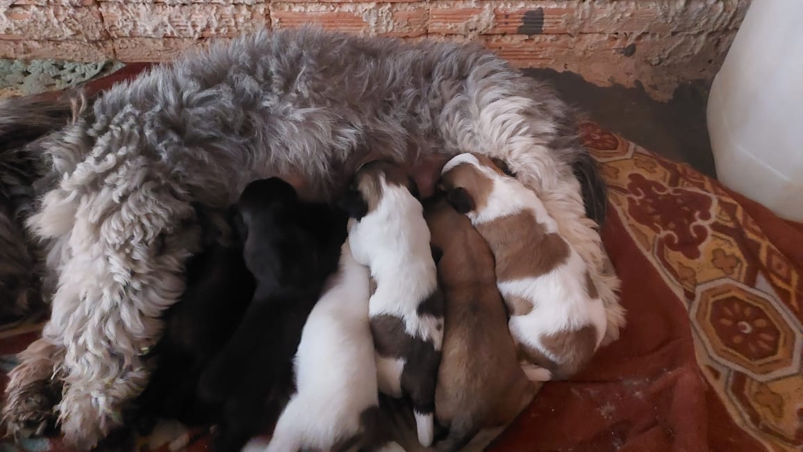 Shi tzu - Foto 4