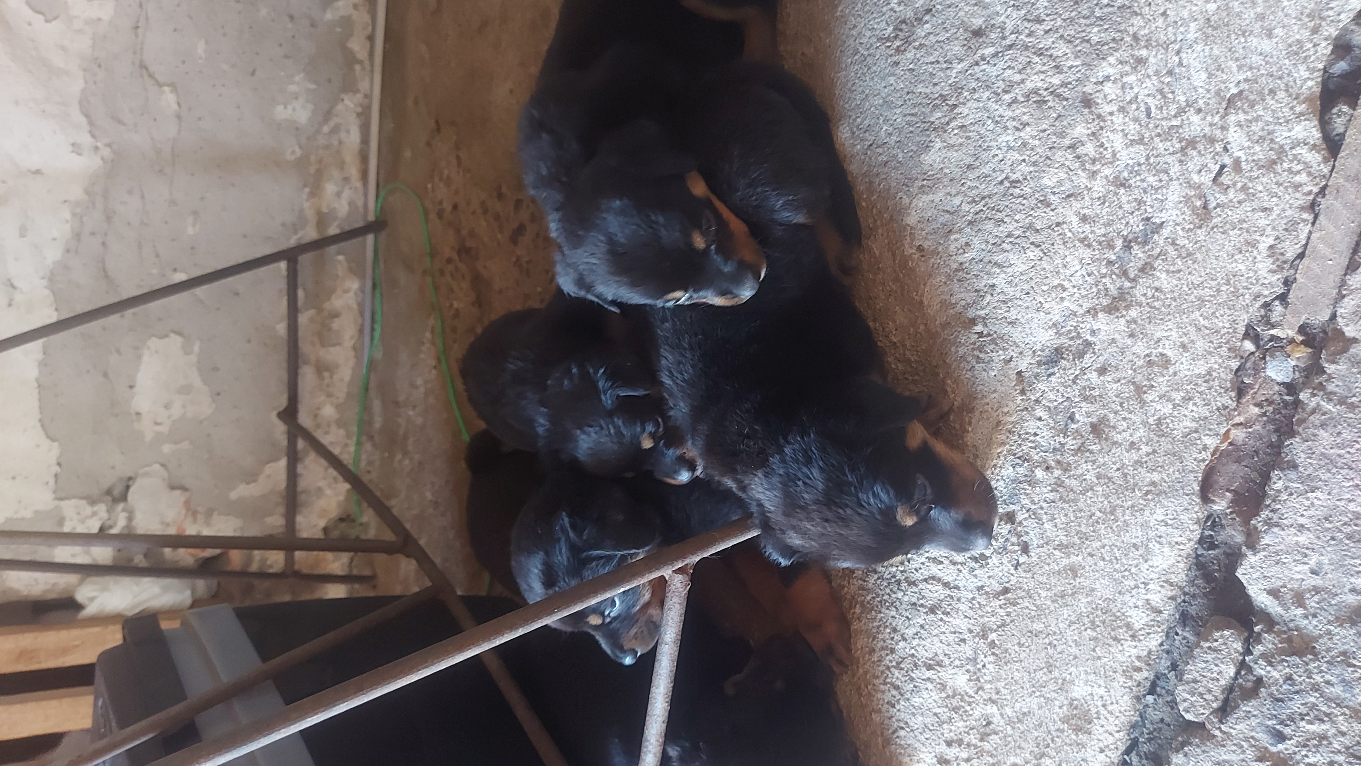  Encontre aqui seu pet - Foto 1