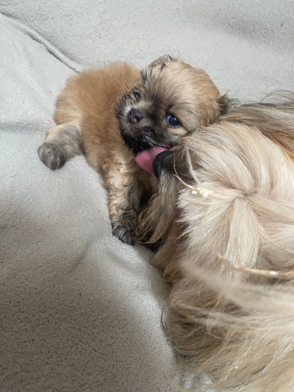 Cachorro  - Foto 1
