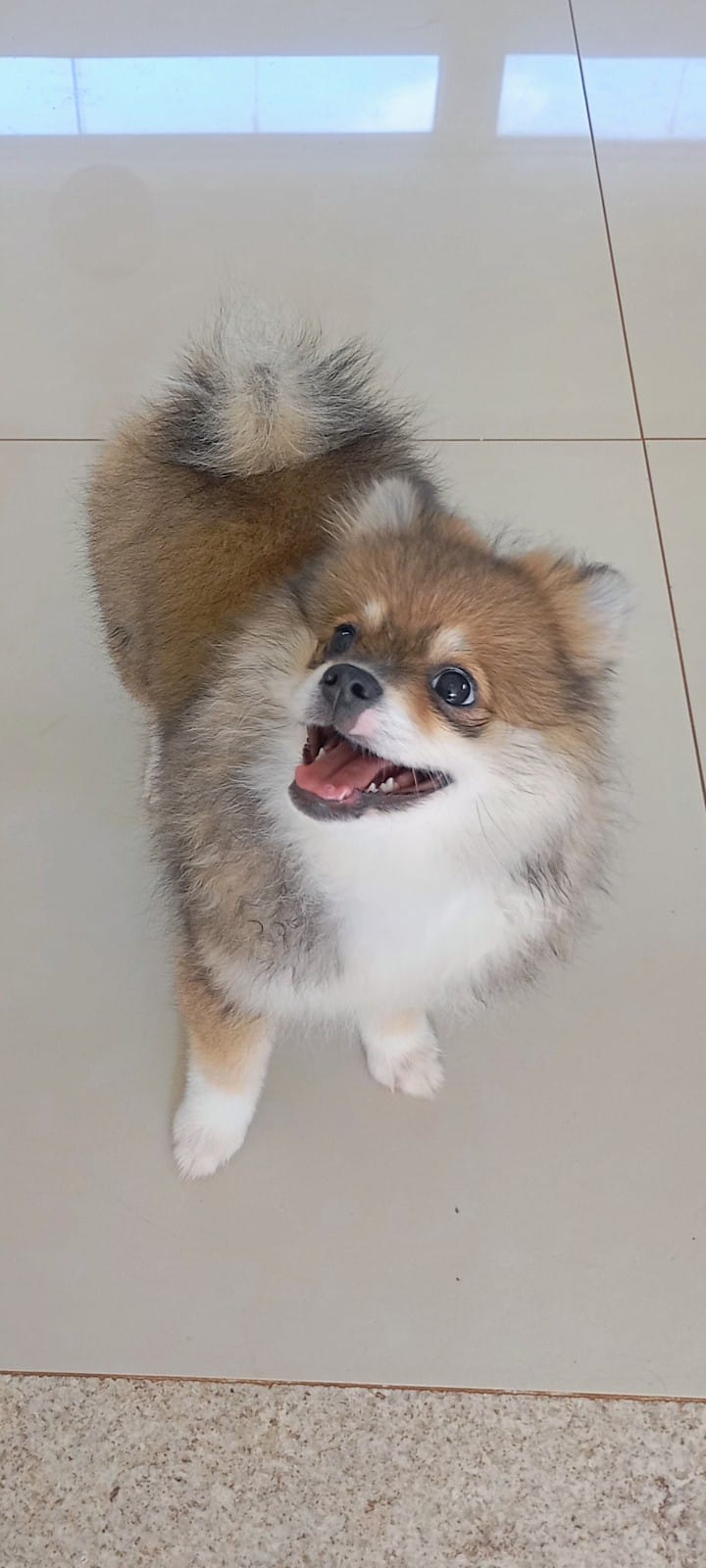 Spitz alemão  - Foto 4