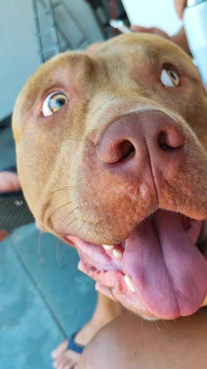 Pitbull Pig Monster  - Foto 2