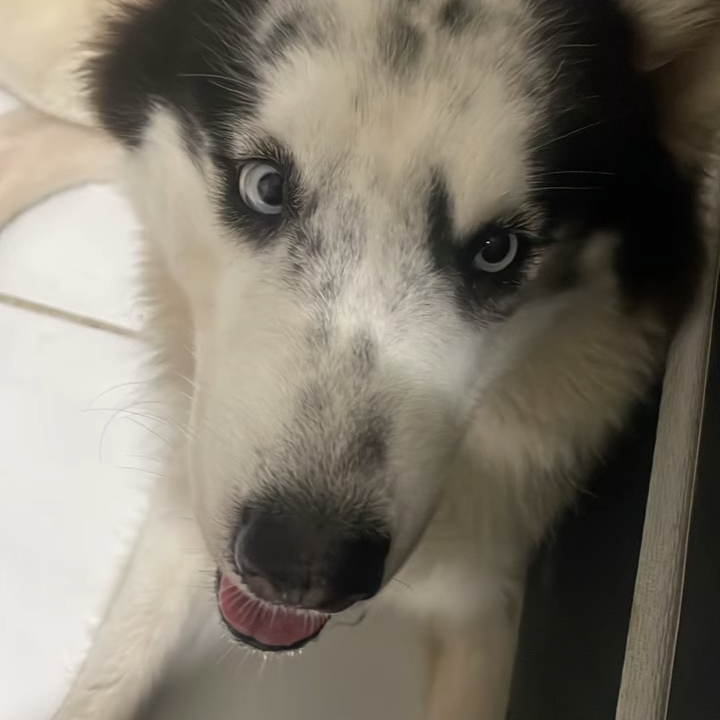 Lindo cachorro - Foto 1