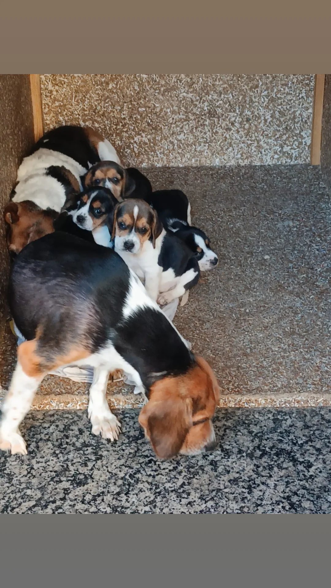 Filhotes beagles  - Foto 1