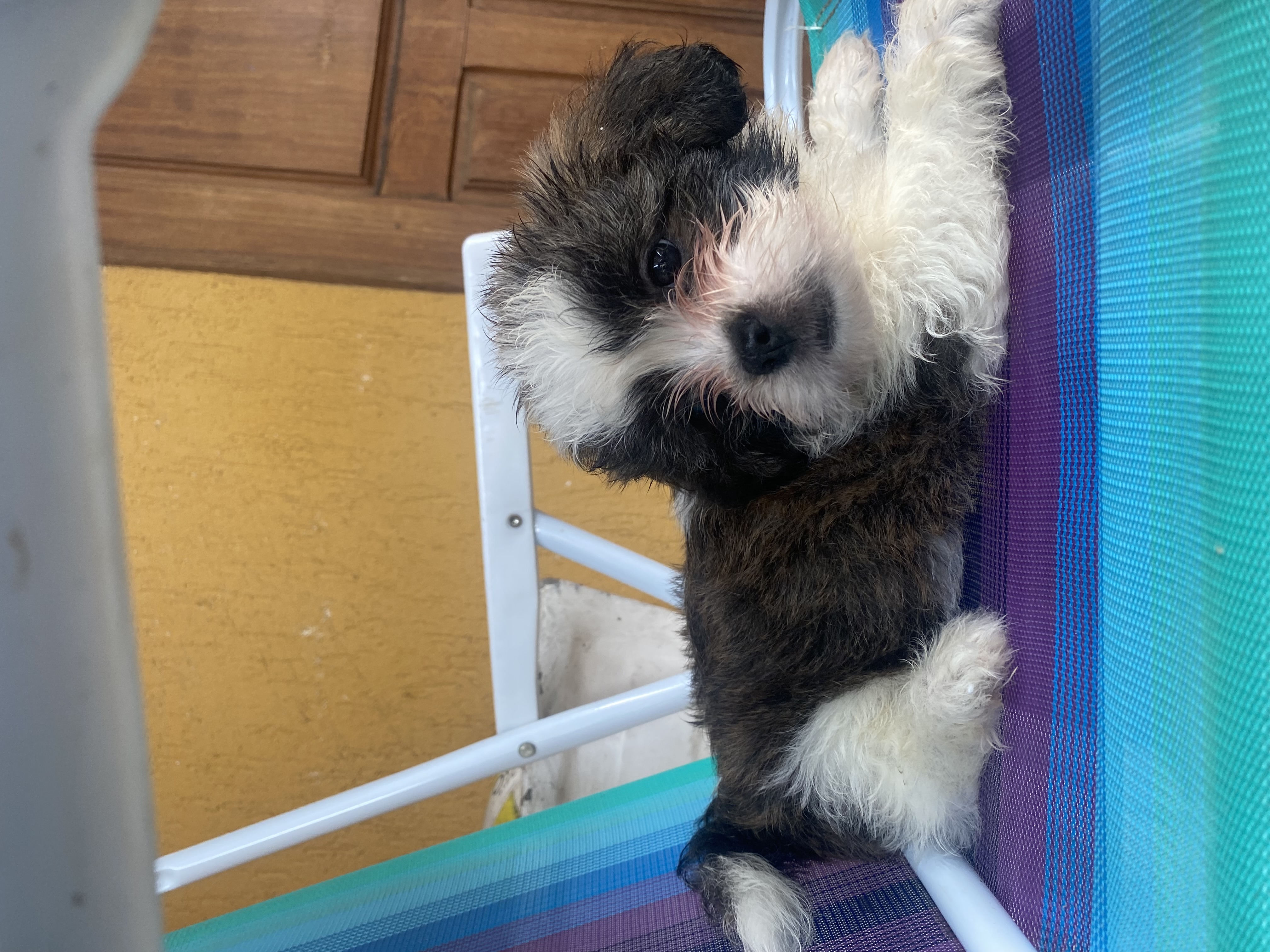 cachorro shih tzu - Foto 4