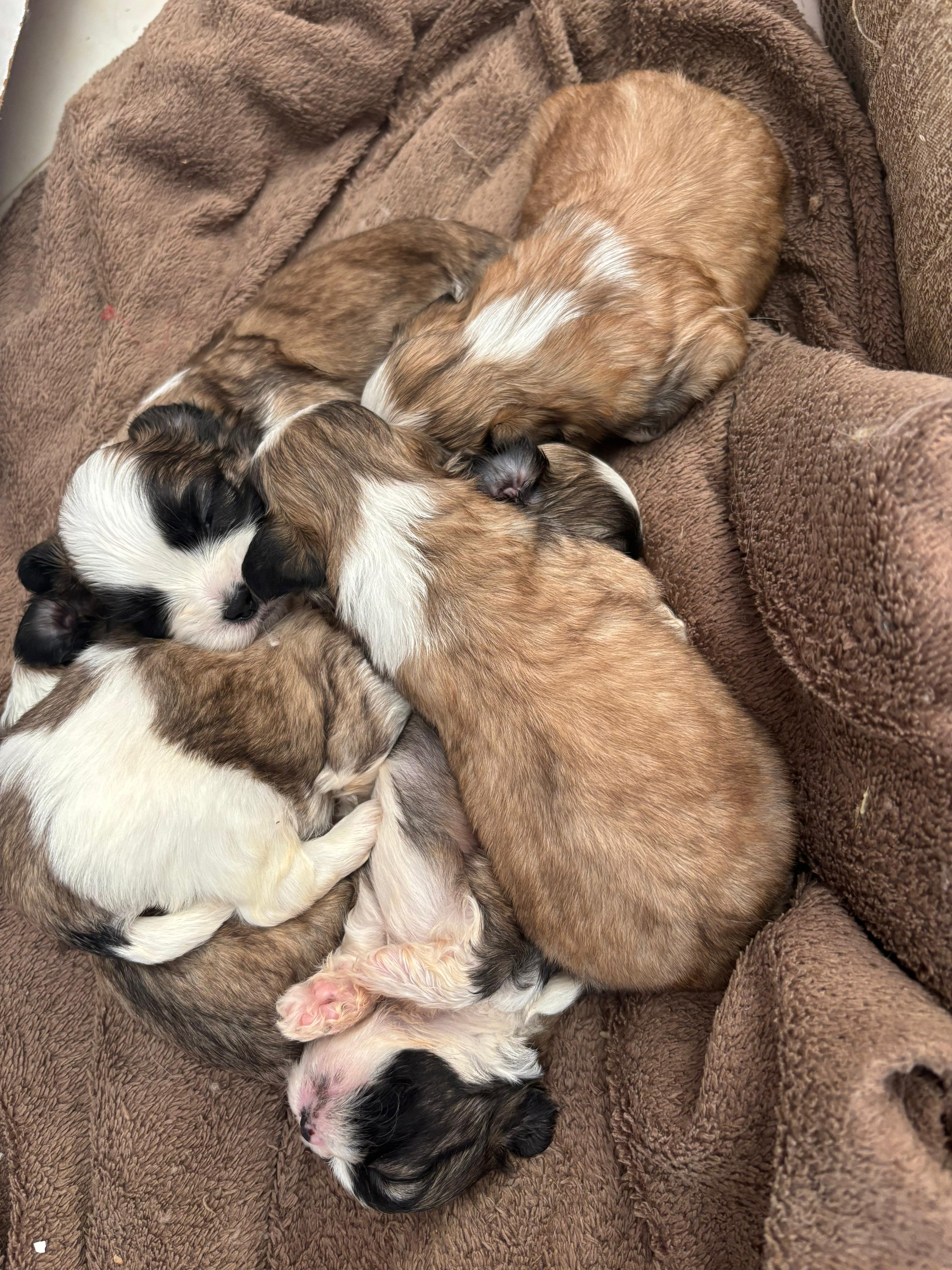 Shih Tzu - Foto 1