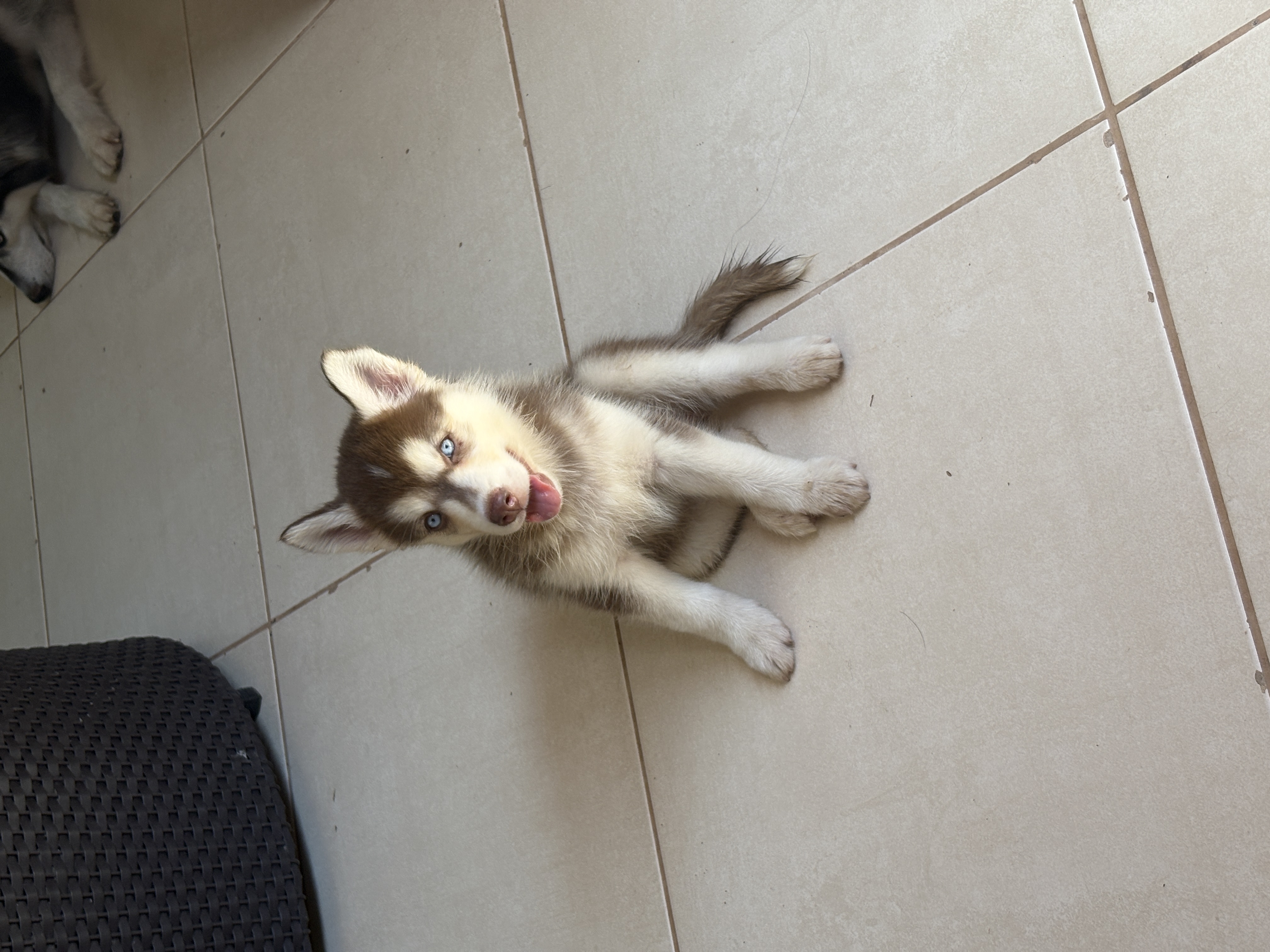 Filhotes de Husky Siberiano - Foto 1