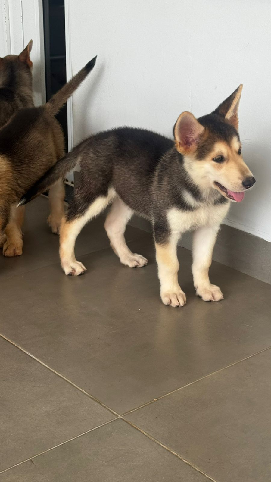 Vendo filhotes de Husky Siberiano com Pastor Alemão - Foto 4
