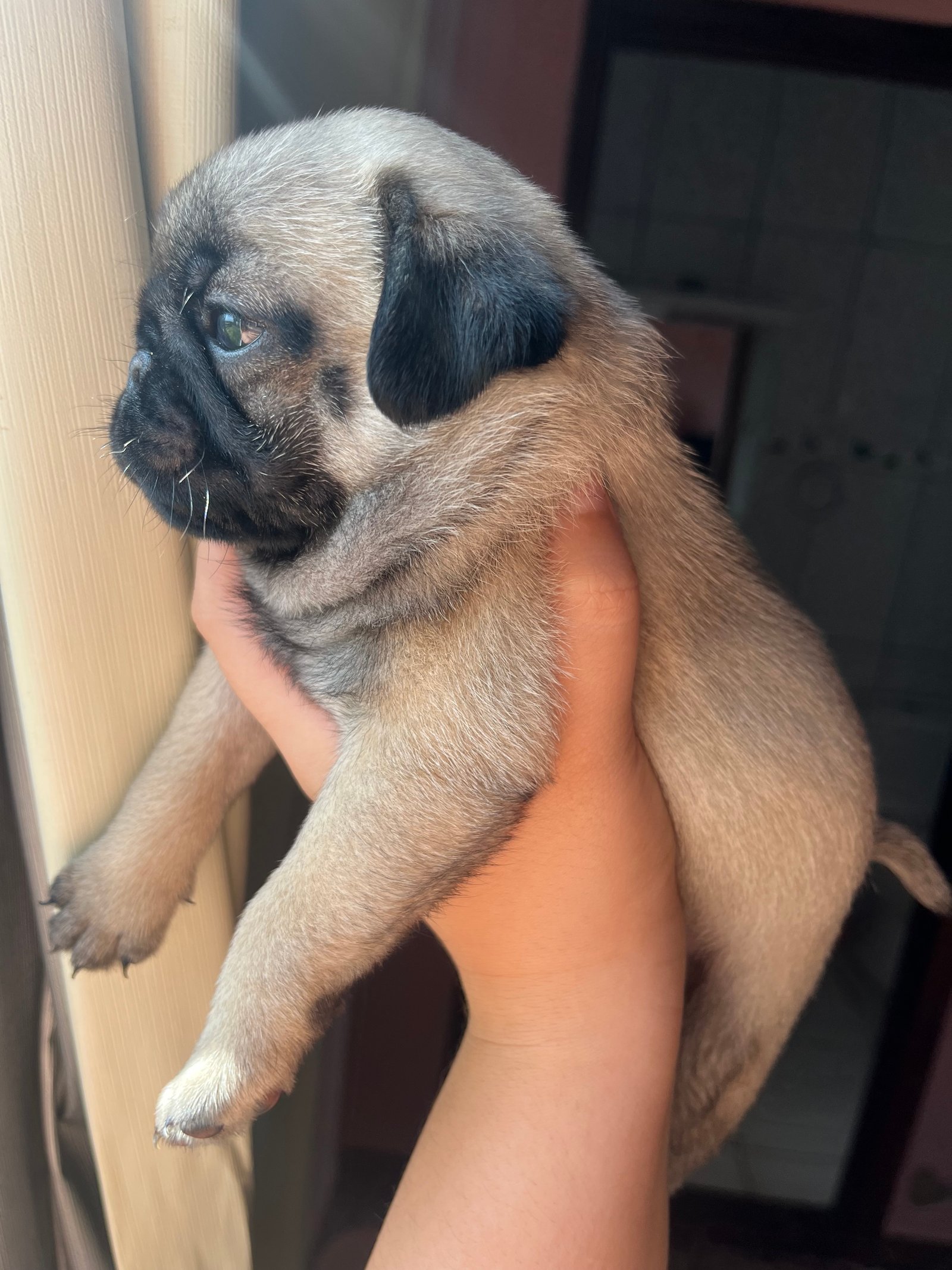 Vendo pug legítimo vermífugado e vitaminado  - Foto 2