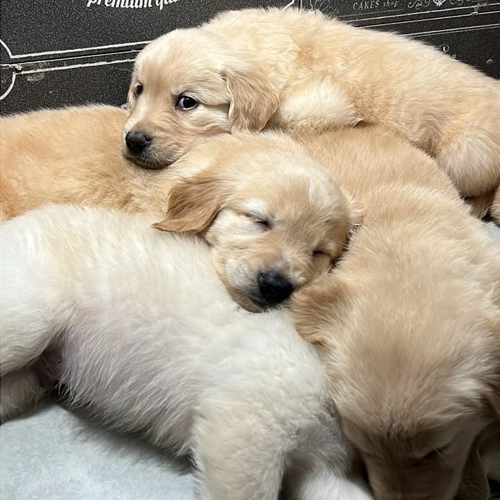 filhotes de Golden Retriver - Foto 2