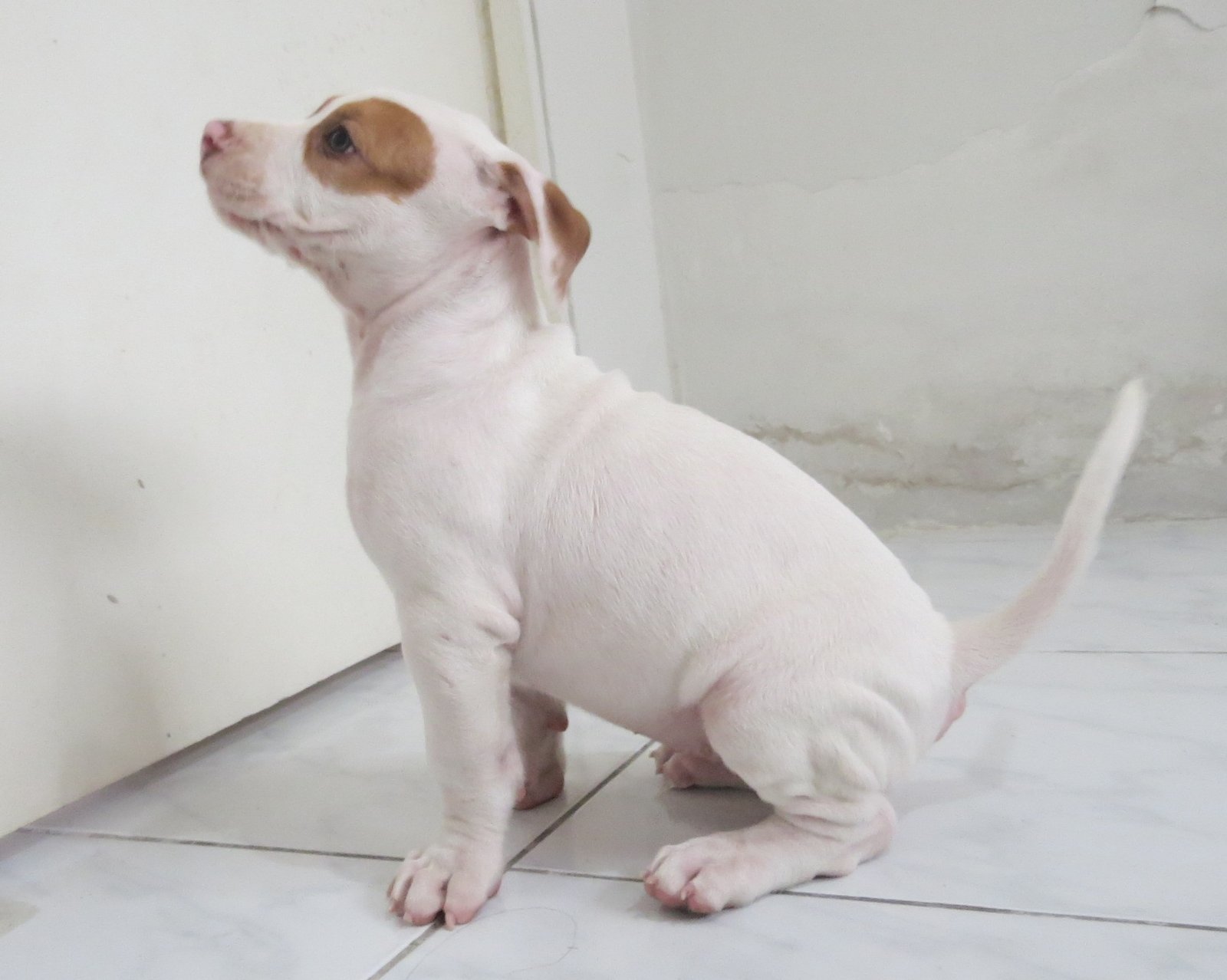 Filhote de American Pit Bull Terrier - Red Nose (Macho) - Foto 2
